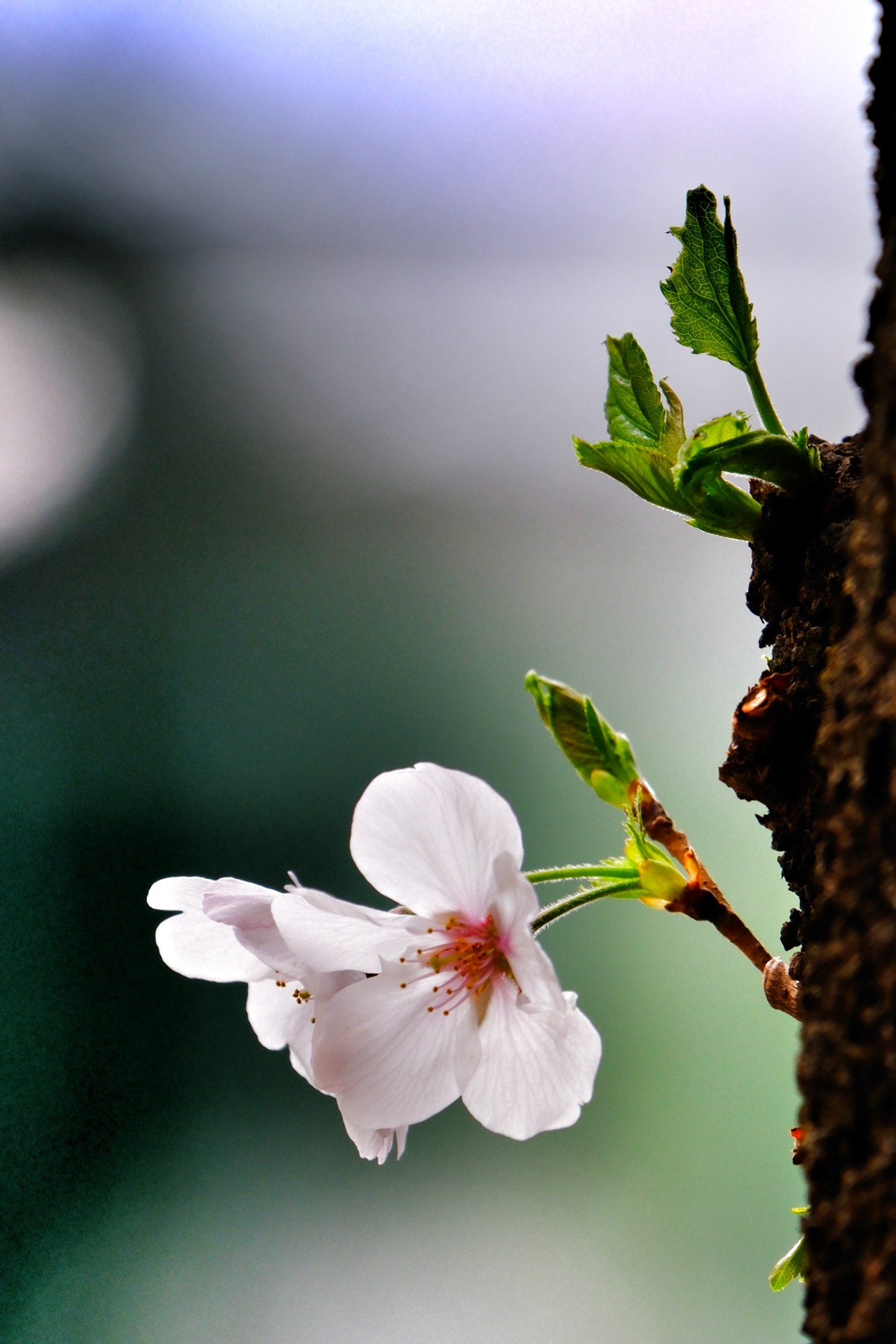 f:id:bin-paku:20240408122133j:image f:id:bin-paku:20240408122133j:image