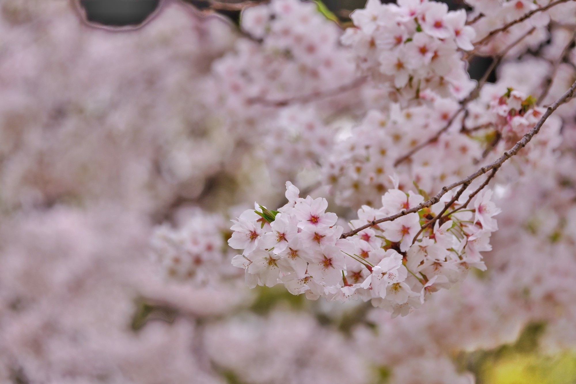 f:id:bin-paku:20240408122156j:image f:id:bin-paku:20240408122156j:image