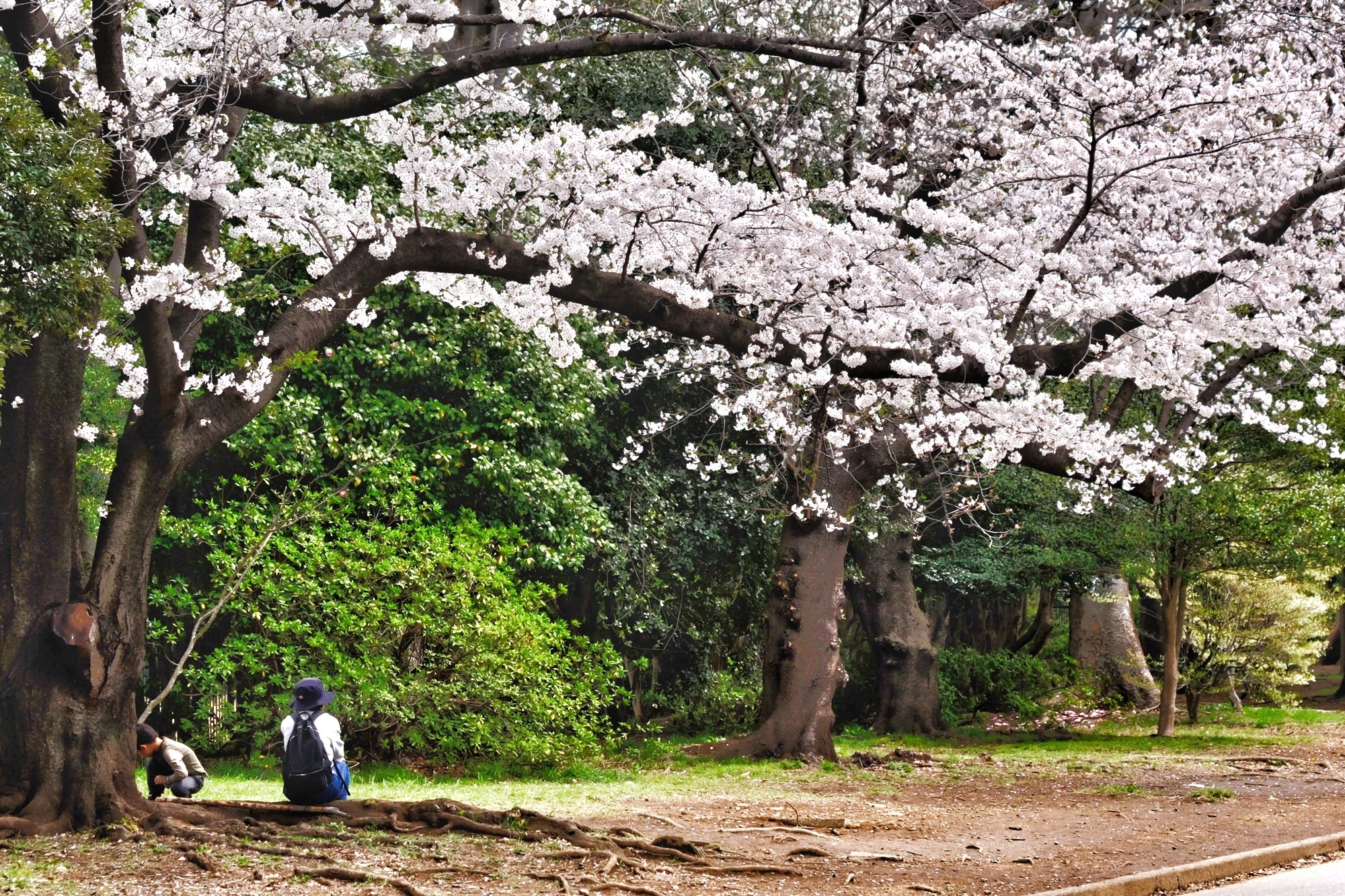 f:id:bin-paku:20240408122322j:image f:id:bin-paku:20240408122322j:image