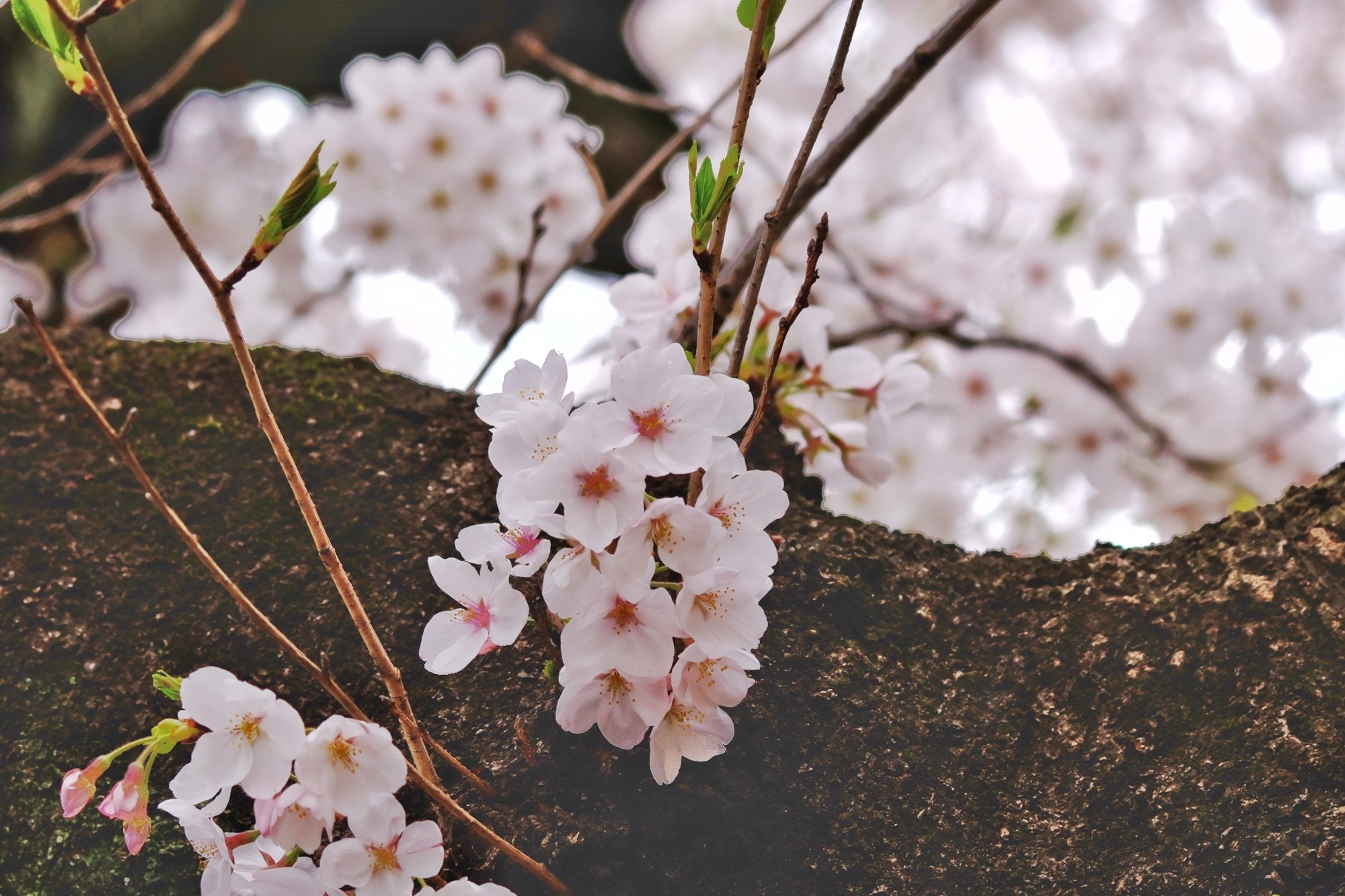 f:id:bin-paku:20240408122348j:image f:id:bin-paku:20240408122348j:image