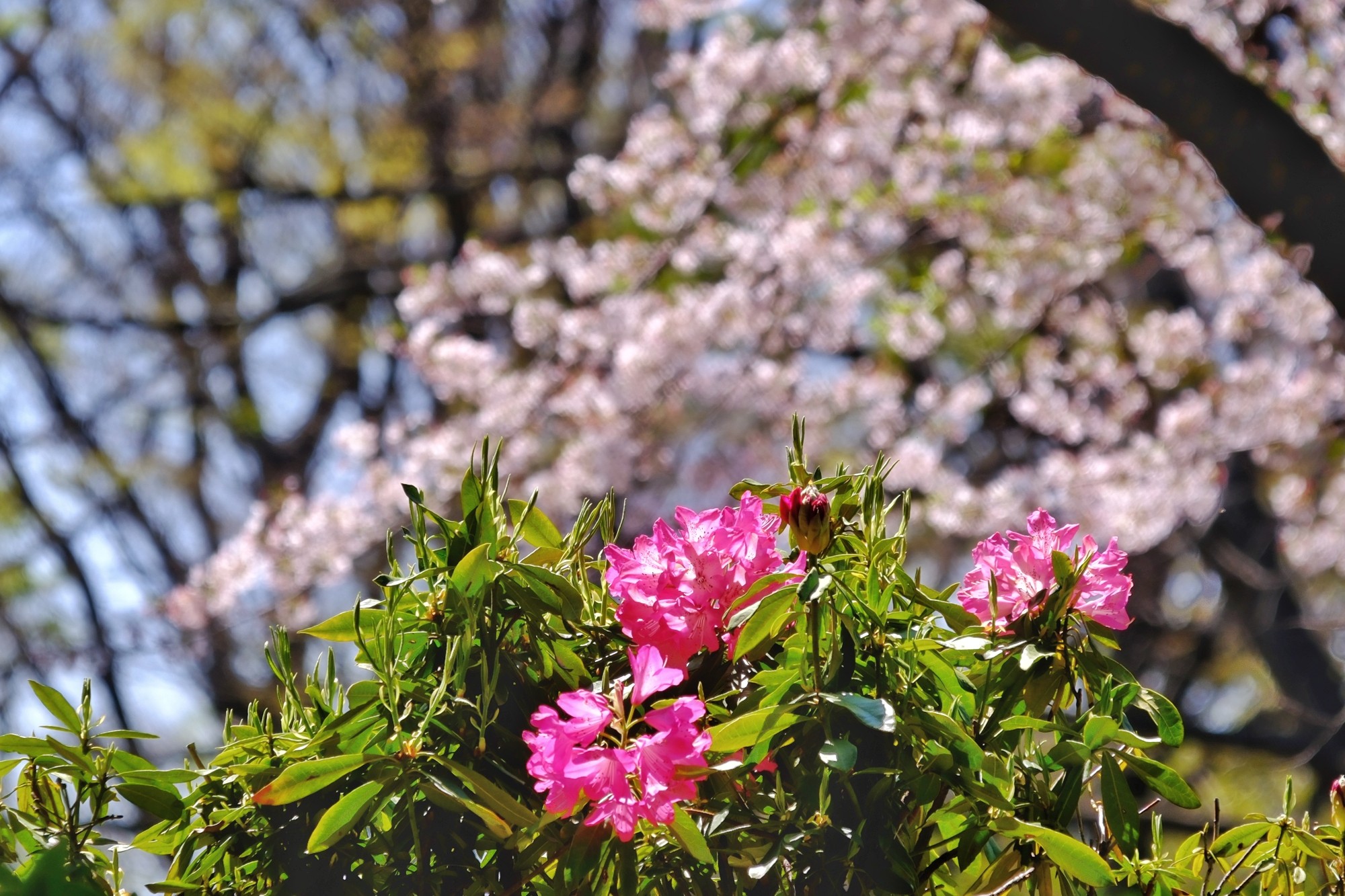 f:id:bin-paku:20240410120555j:image f:id:bin-paku:20240410120555j:image