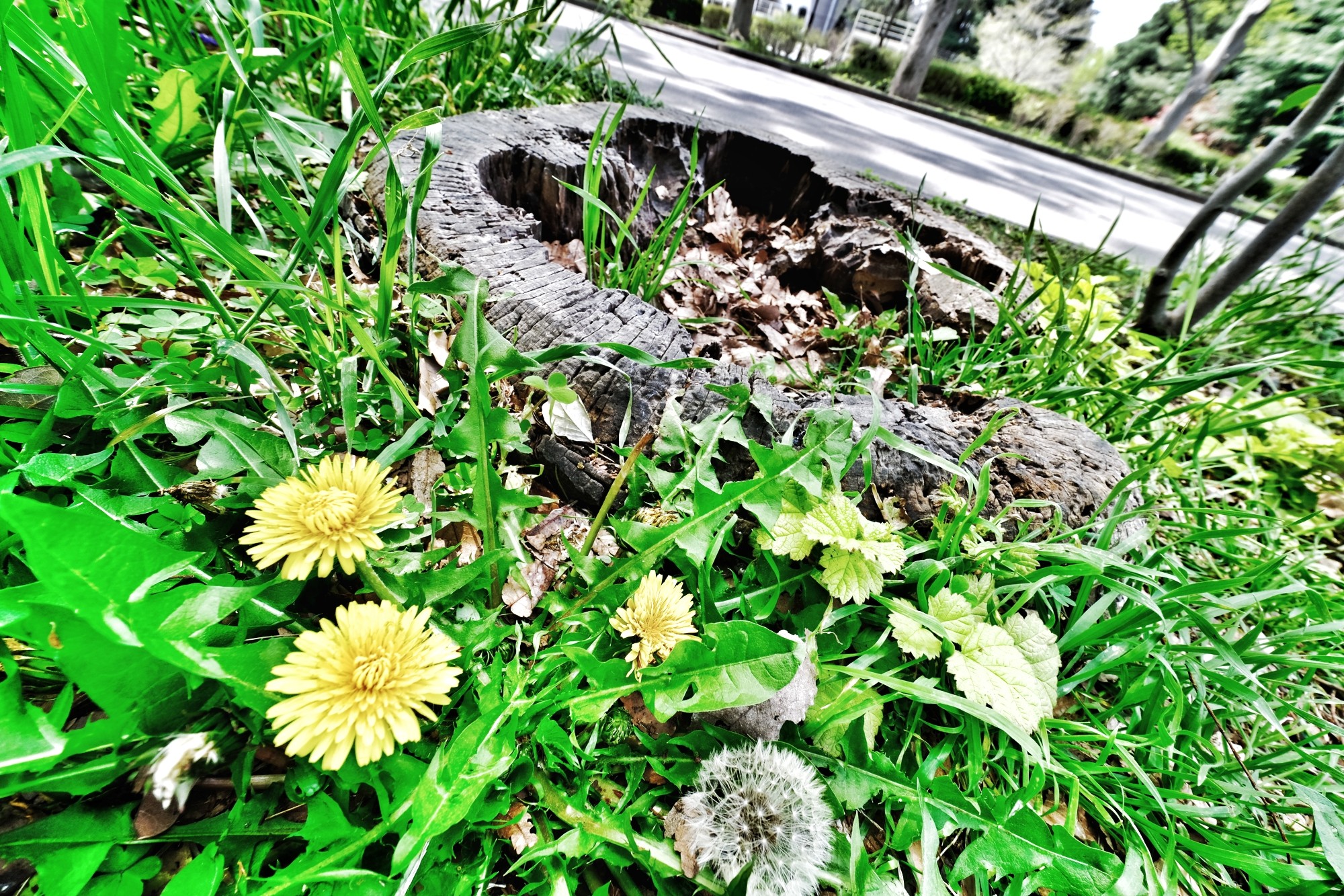 f:id:bin-paku:20240411220758j:image f:id:bin-paku:20240411220758j:image