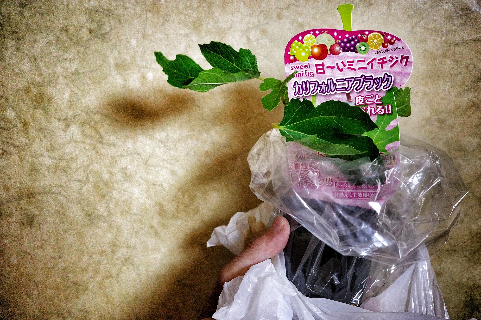 f:id:bin-paku:20240416103821j:image