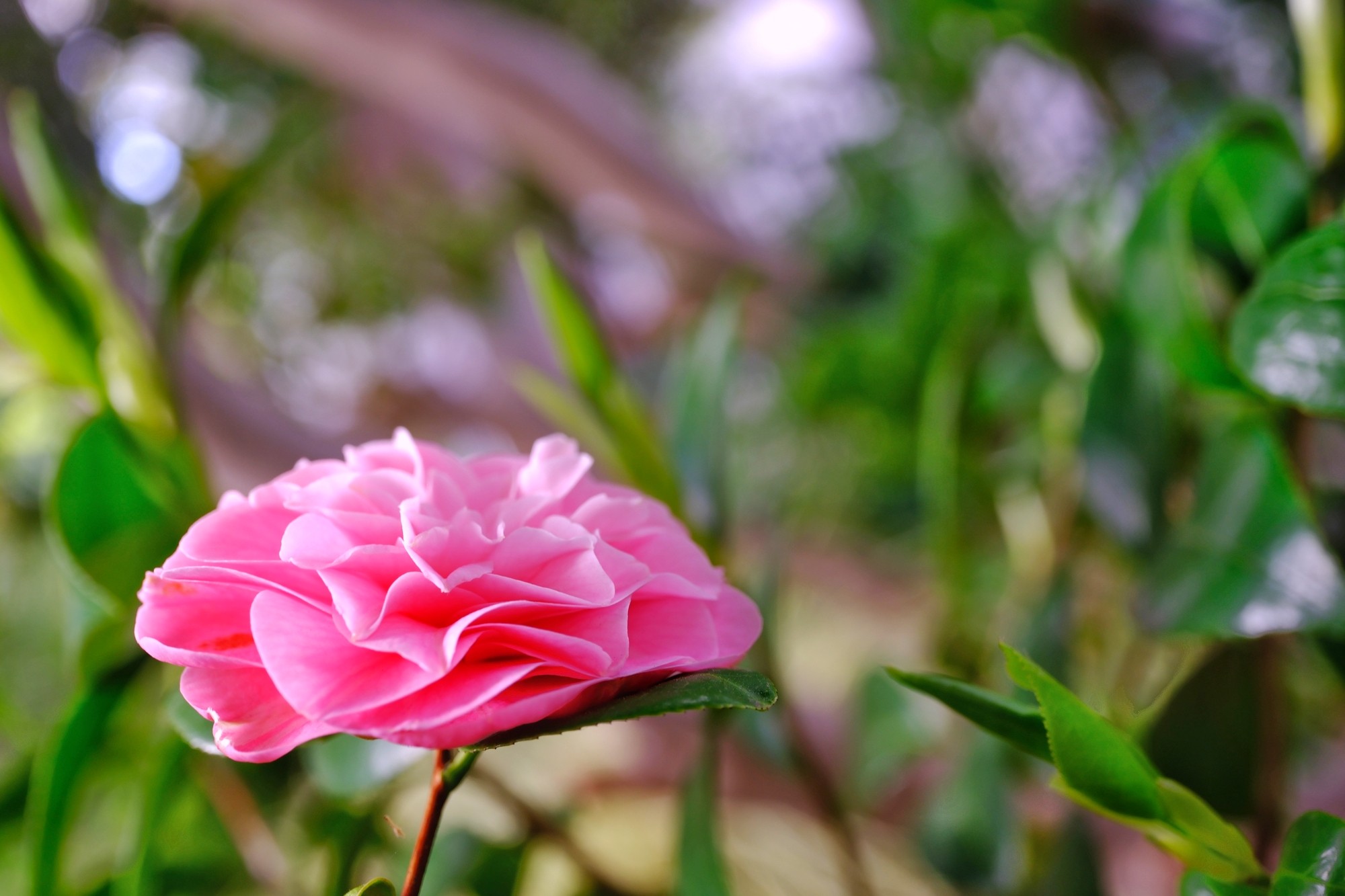 f:id:bin-paku:20240417120712j:image f:id:bin-paku:20240417120712j:image