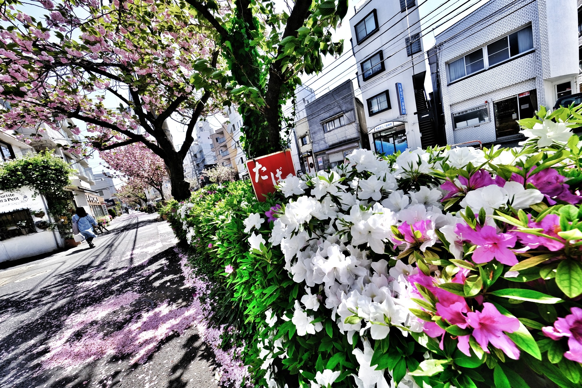 f:id:bin-paku:20240420024531j:image