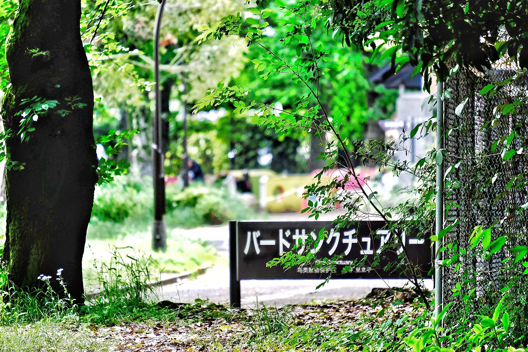 f:id:bin-paku:20240514121606j:image