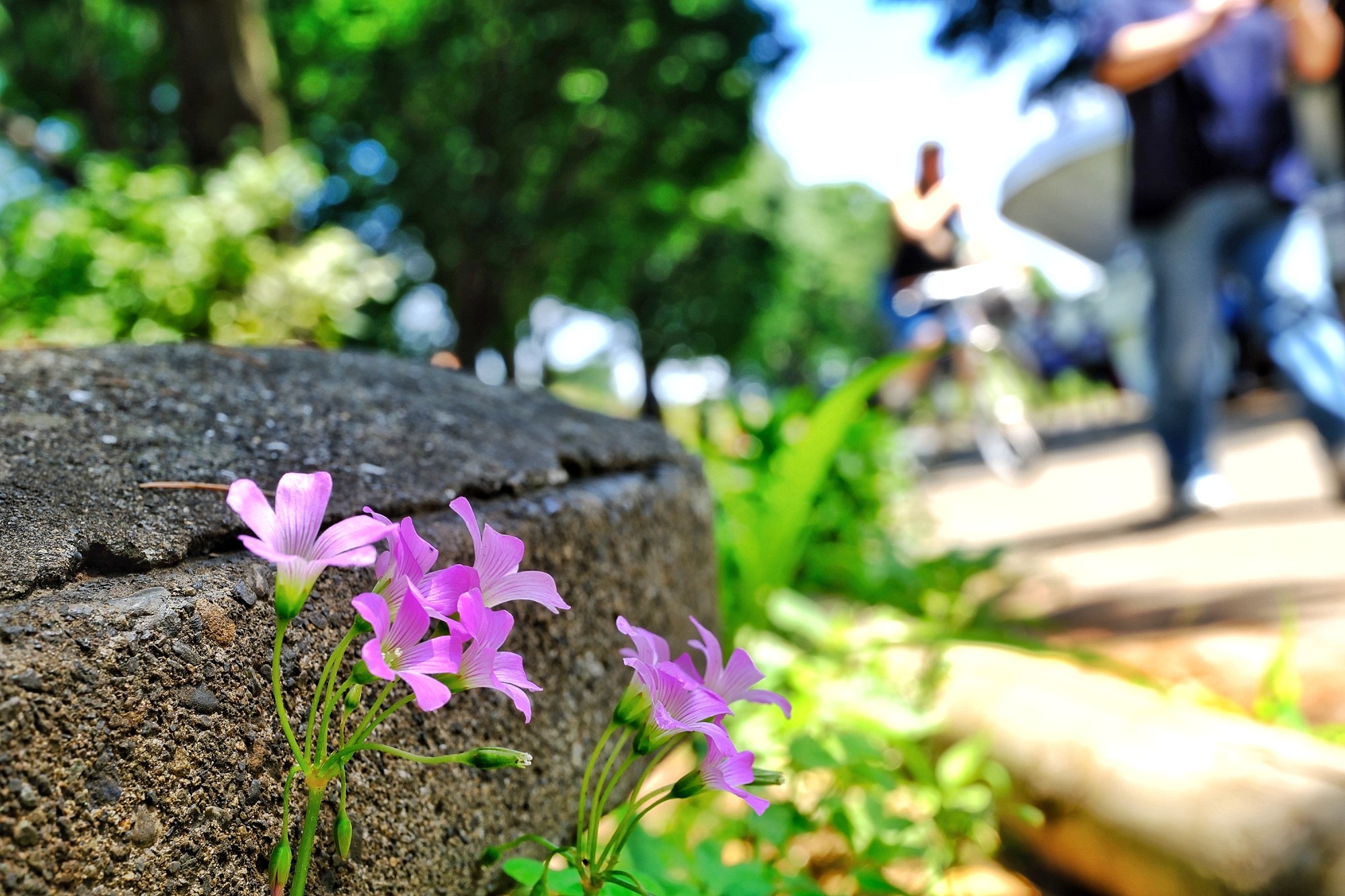 f:id:bin-paku:20240624073351j:image f:id:bin-paku:20240624073351j:image