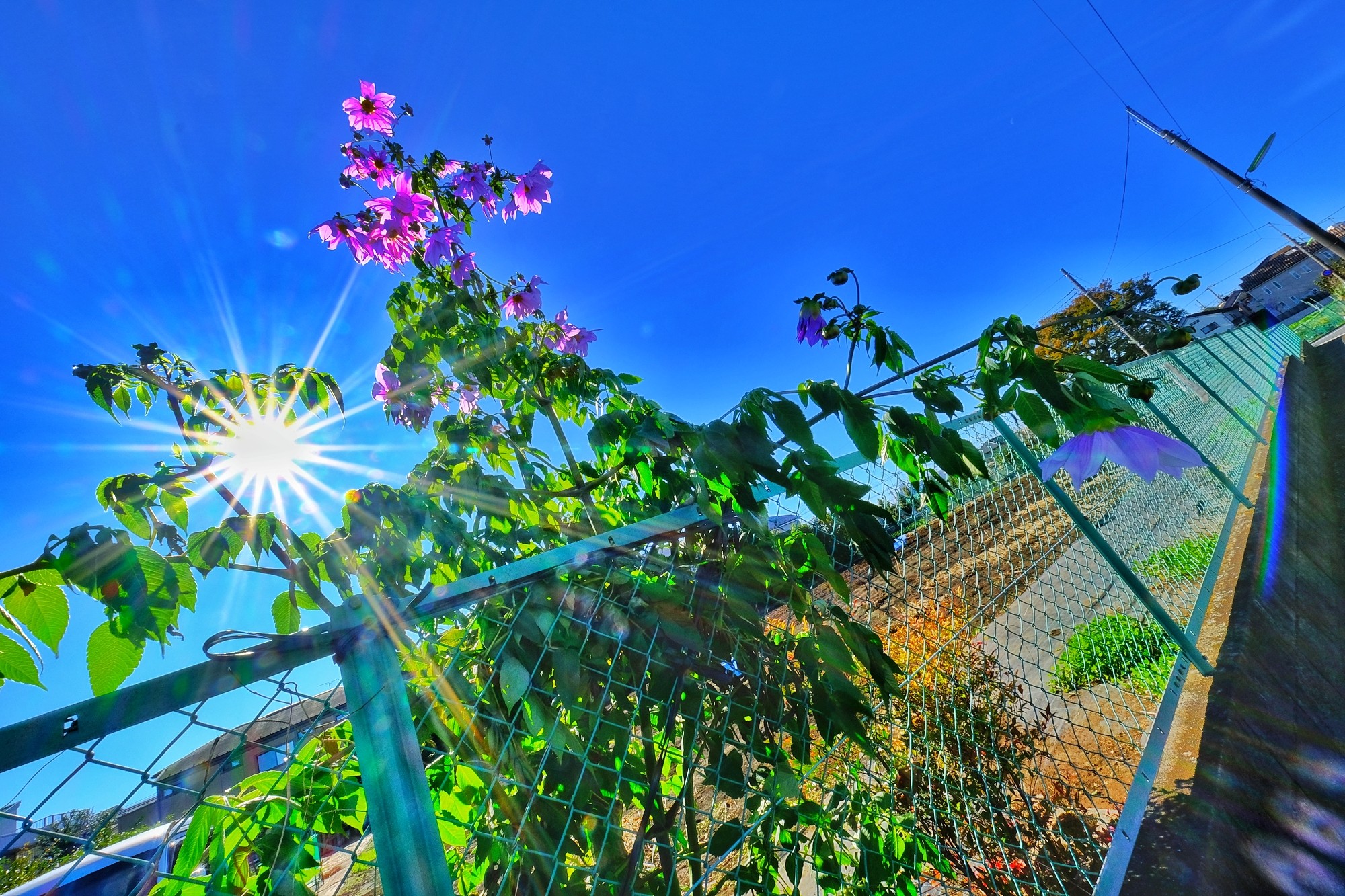 f:id:bin-paku:20241124110151j:image