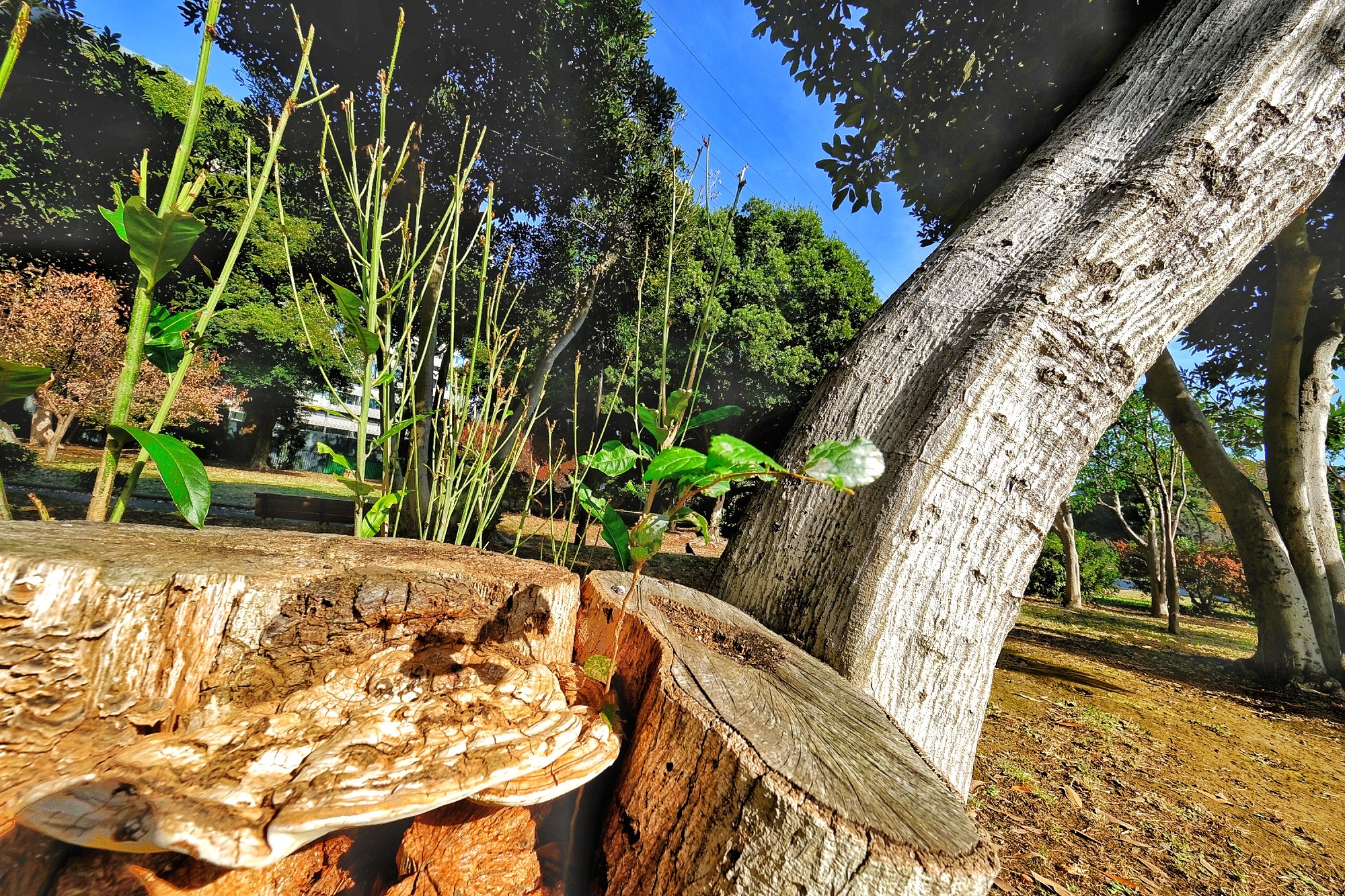 f:id:bin-paku:20241127104137j:image f:id:bin-paku:20241127104137j:image