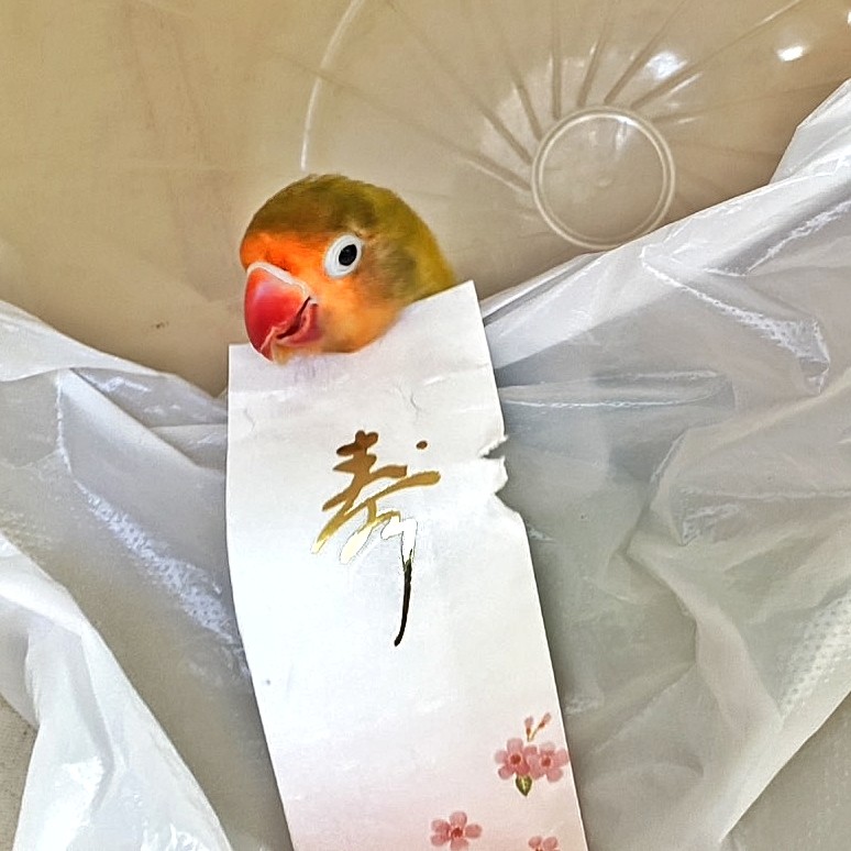 f:id:bin-paku:20250102204447j:image f:id:bin-paku:20250102204447j:image