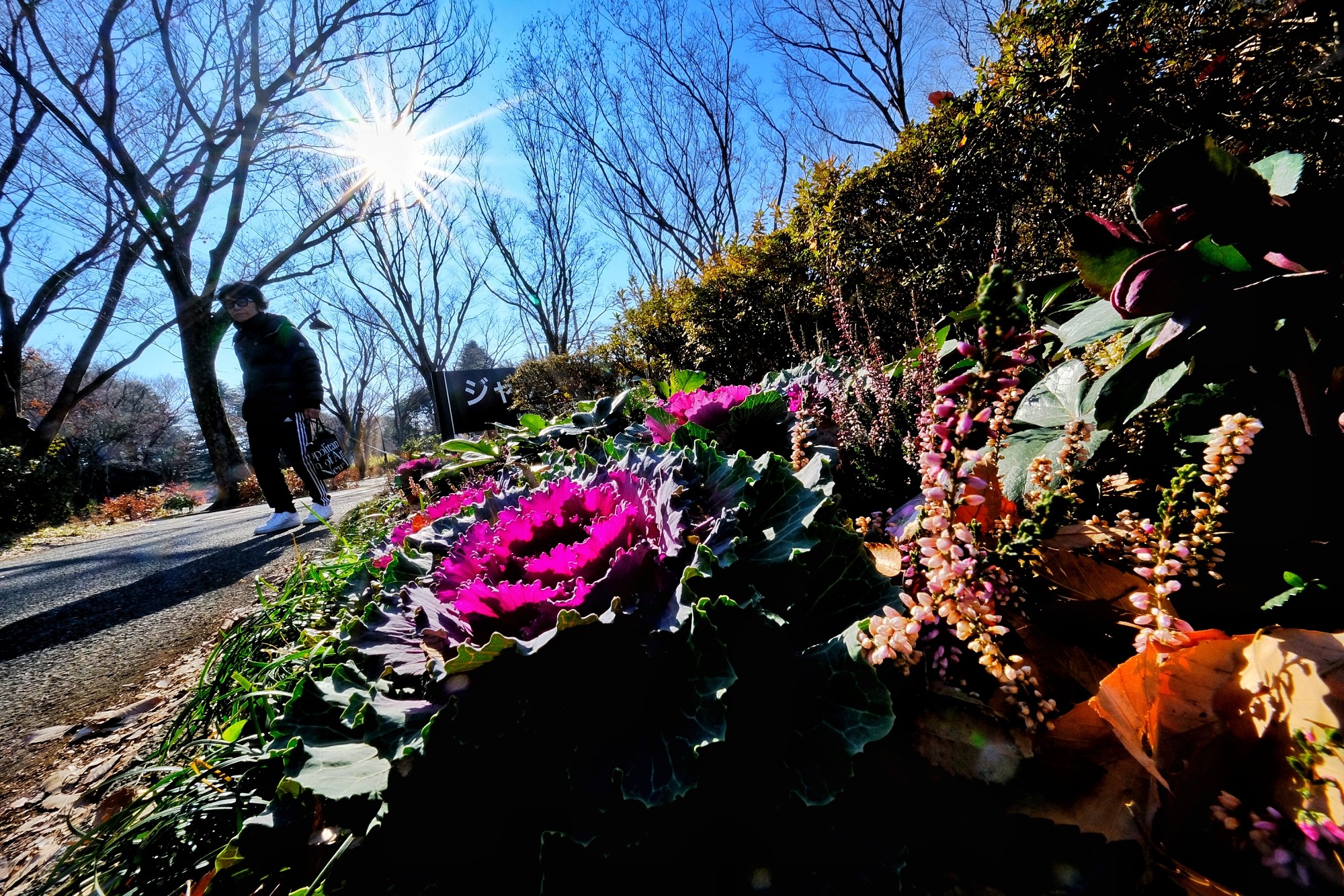 f:id:bin-paku:20250114114720j:image