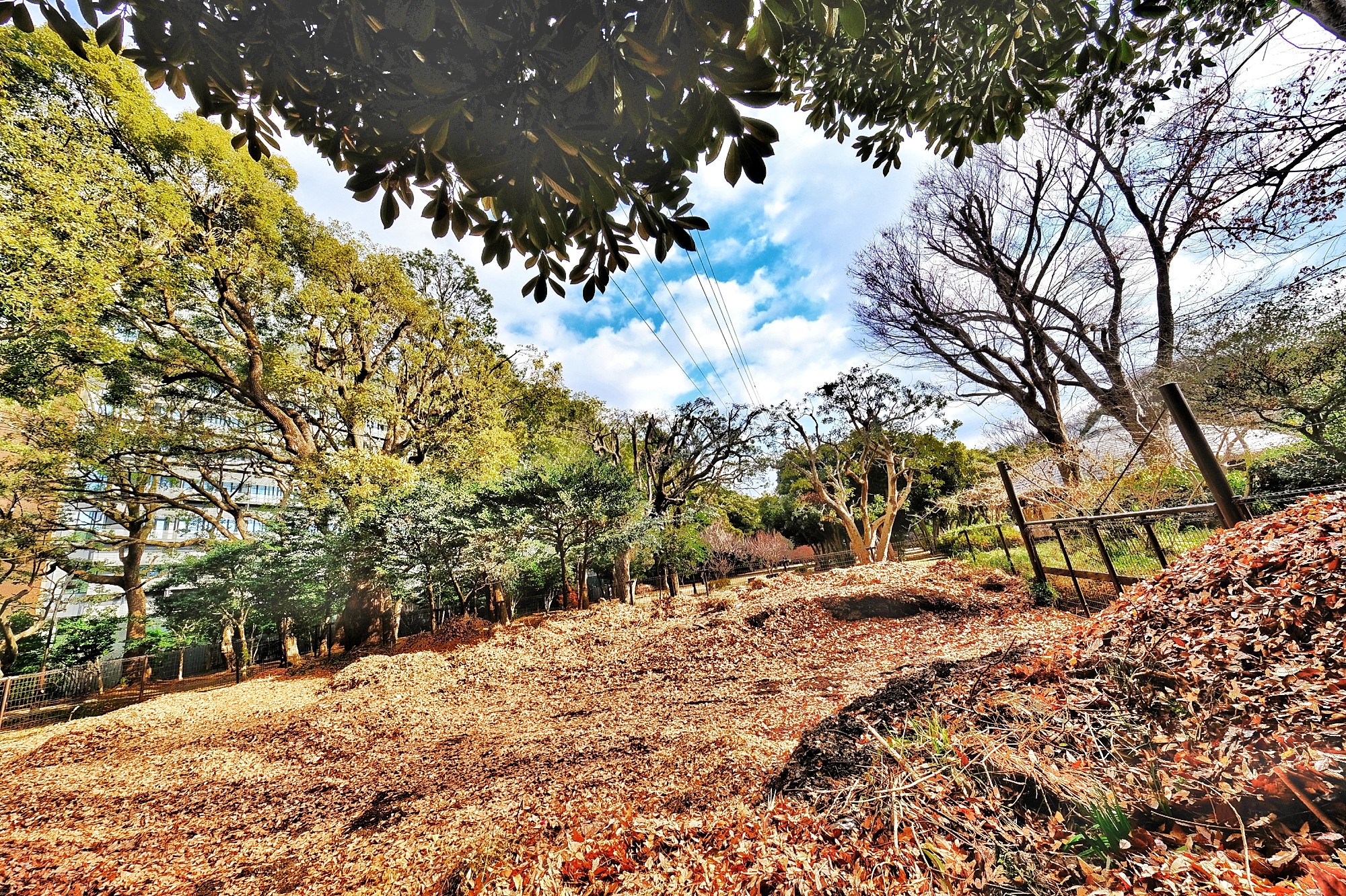 f:id:bin-paku:20250130100040j:image