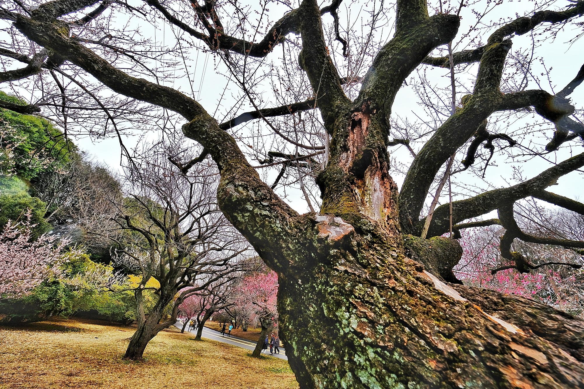 f:id:bin-paku:20250312105556j:image