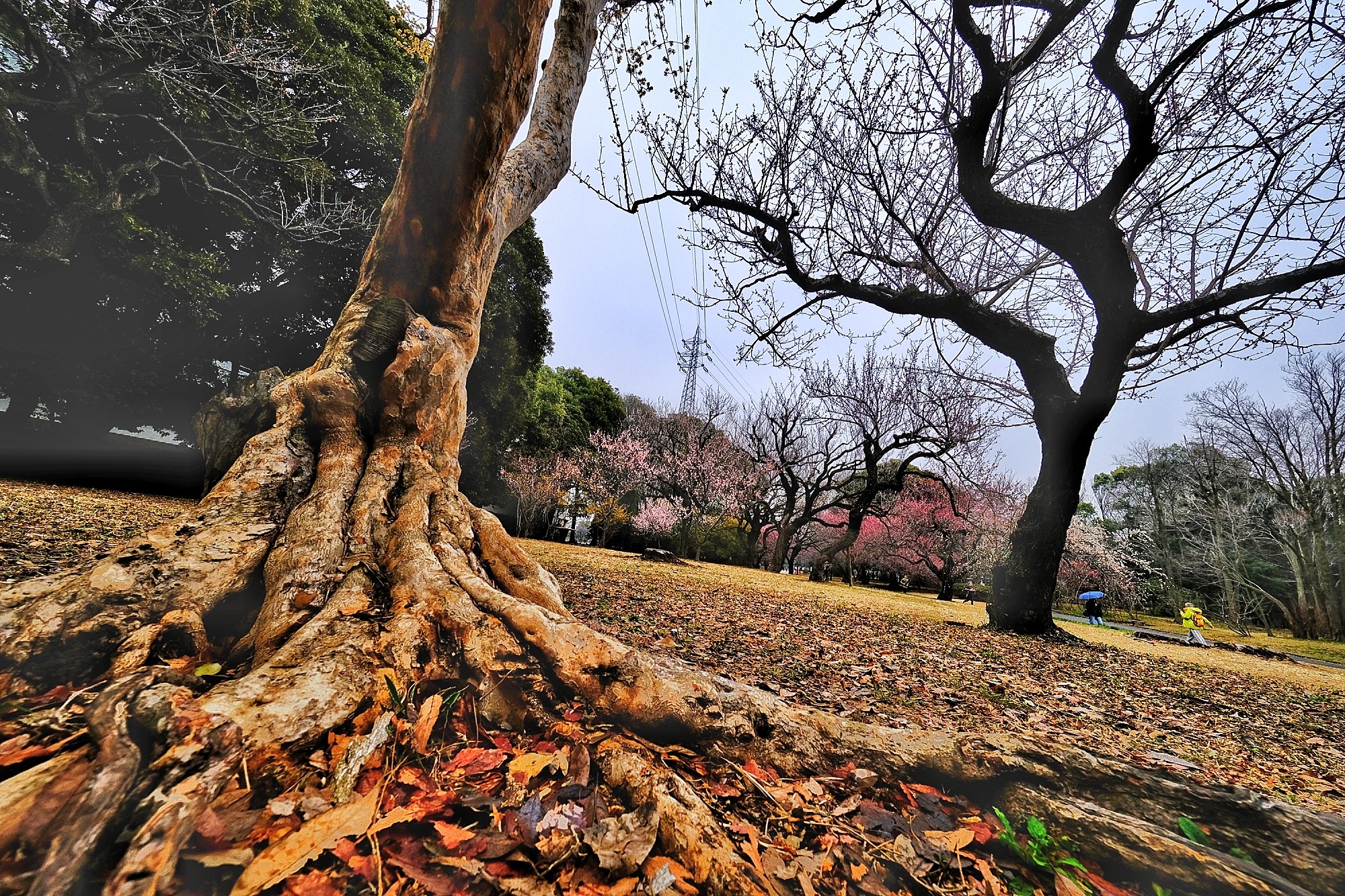 f:id:bin-paku:20250312105630j:image