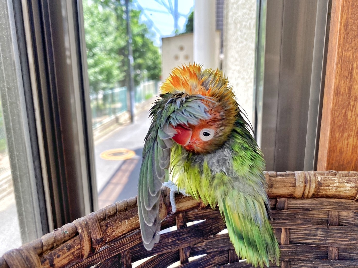 f:id:bin-paku:20250520204240j:image