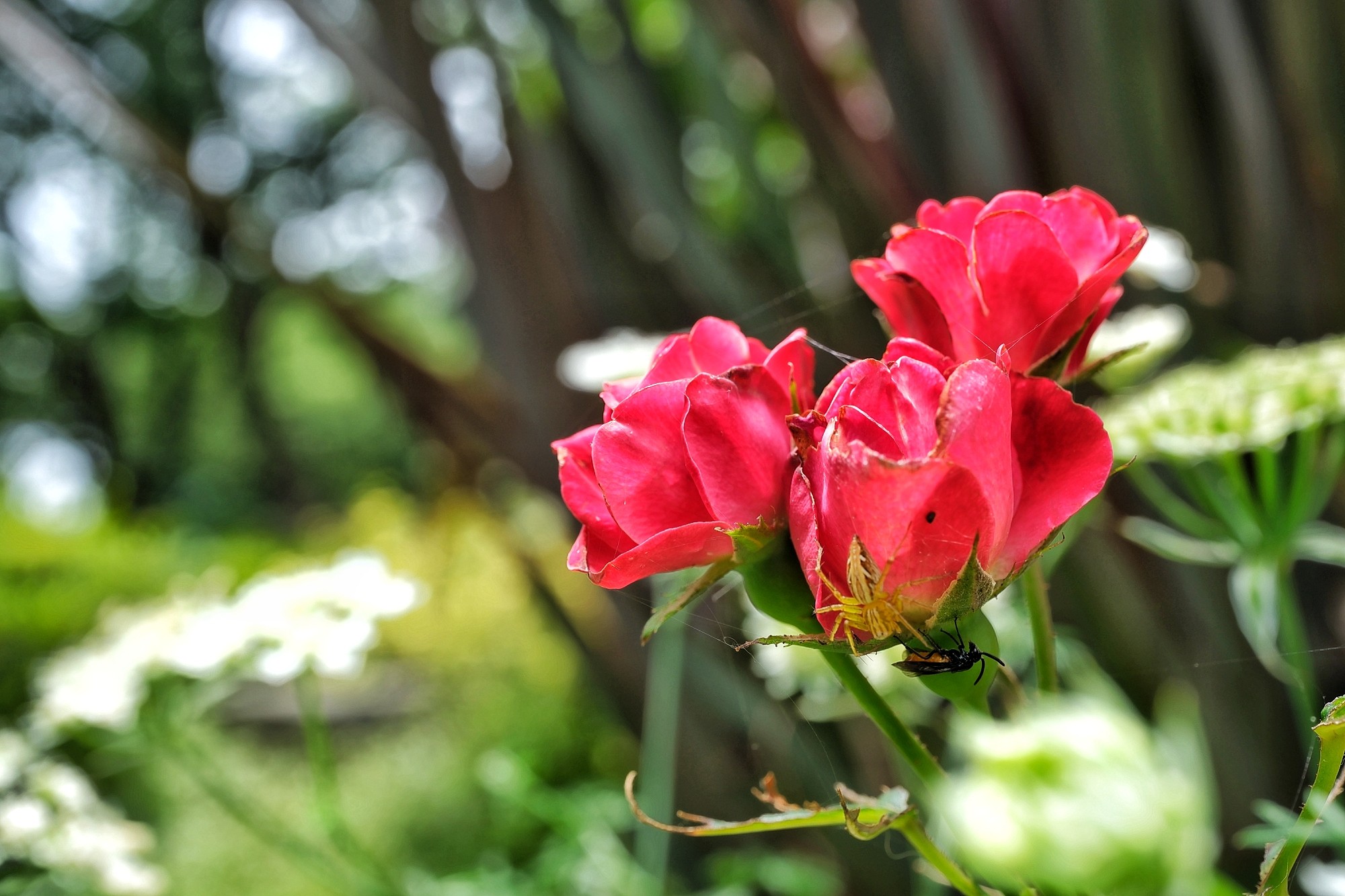 f:id:bin-paku:20250606123850j:image f:id:bin-paku:20250606123850j:image