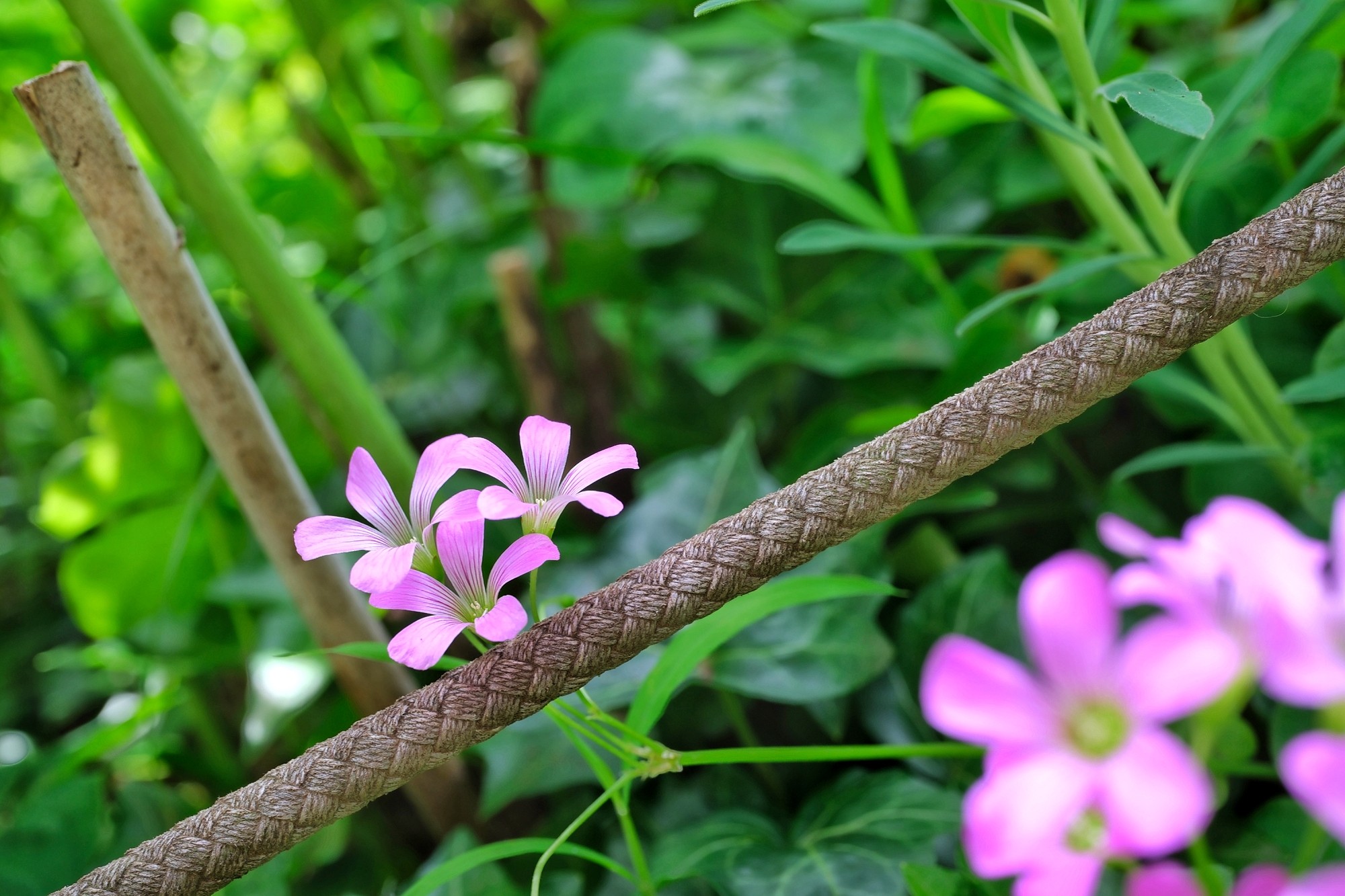 f:id:bin-paku:20250606123943j:image f:id:bin-paku:20250606123943j:image