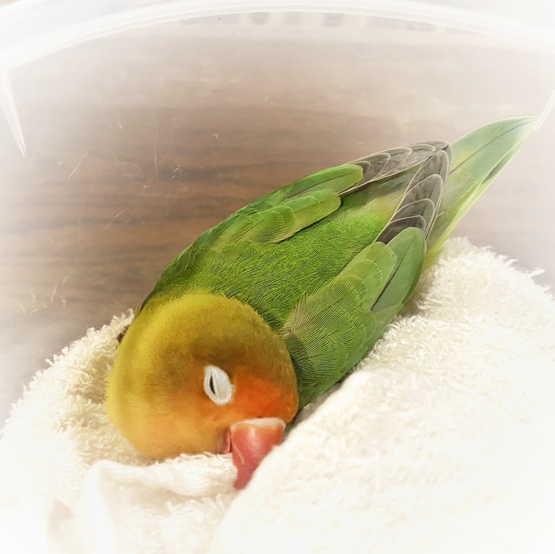 f:id:bin-paku:20250625203907j:image f:id:bin-paku:20250625203907j:image