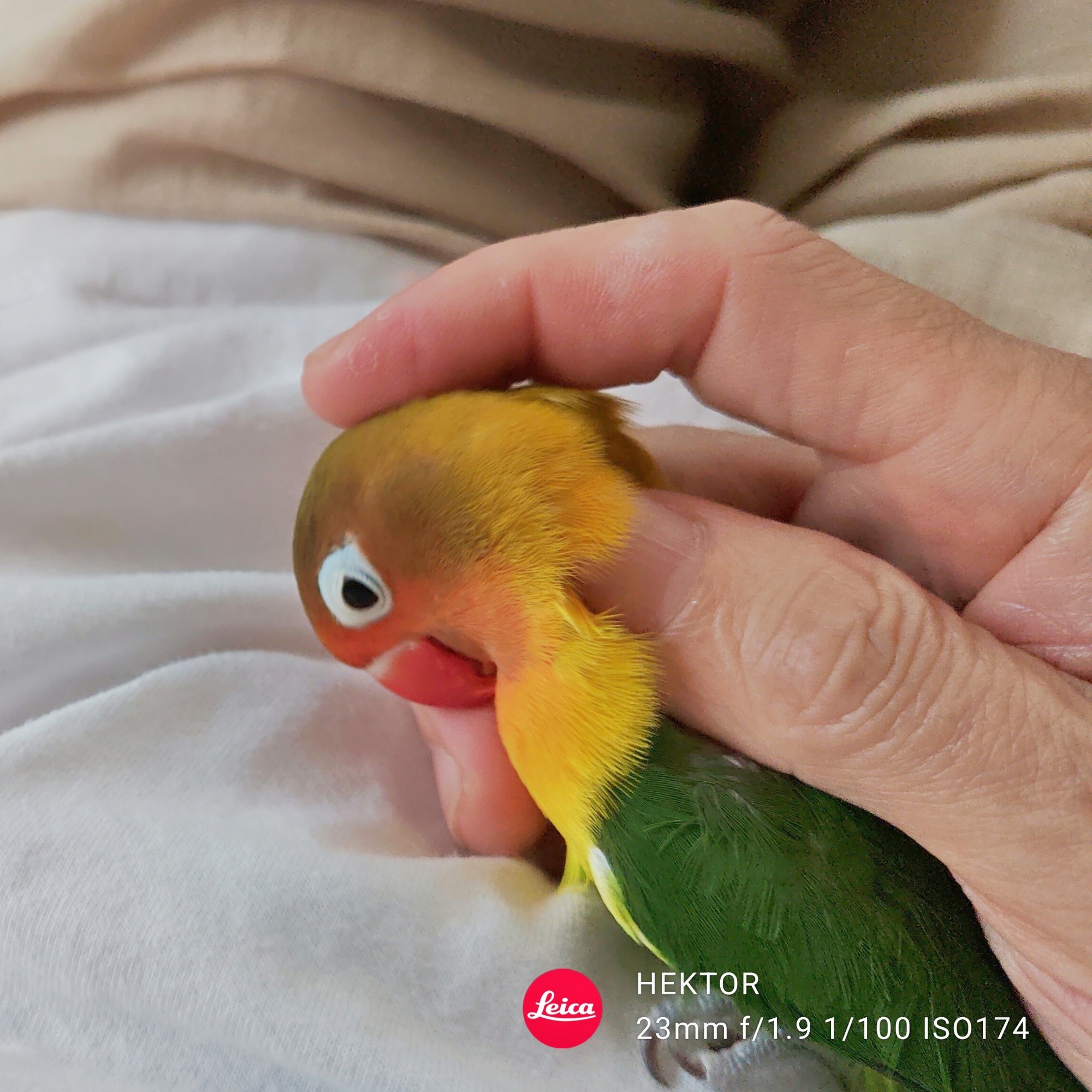 f:id:bin-paku:20250630090525j:image