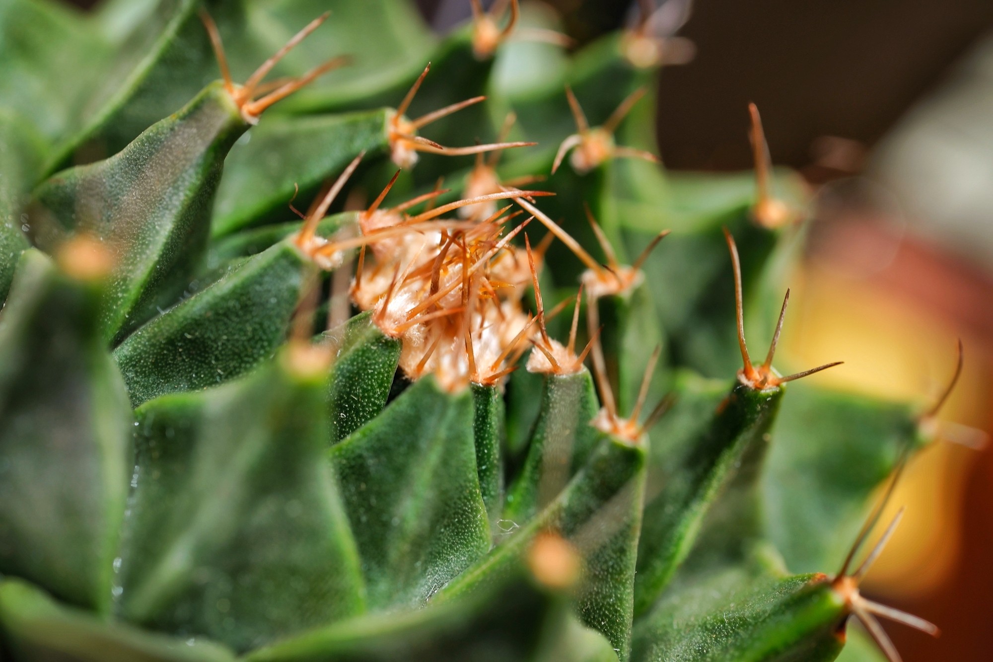f:id:bin-paku:20251013221910j:image