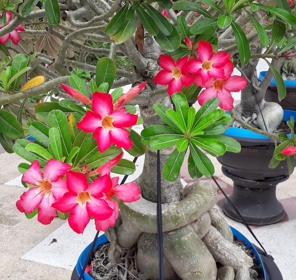 f:id:bin-paku:20251208222412j:image f:id:bin-paku:20251208222412j:image