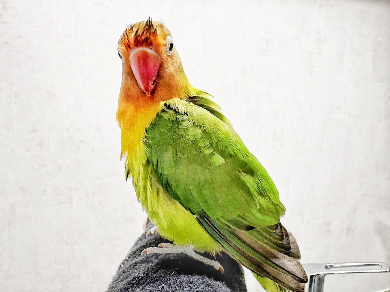 f:id:bin-paku:20260106112334j:image