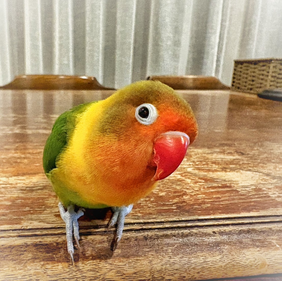 f:id:bin-paku:20260109234052j:image