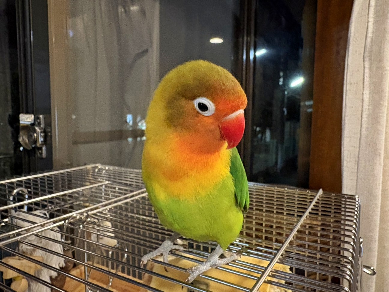 f:id:bin-paku:20260112092436j:image