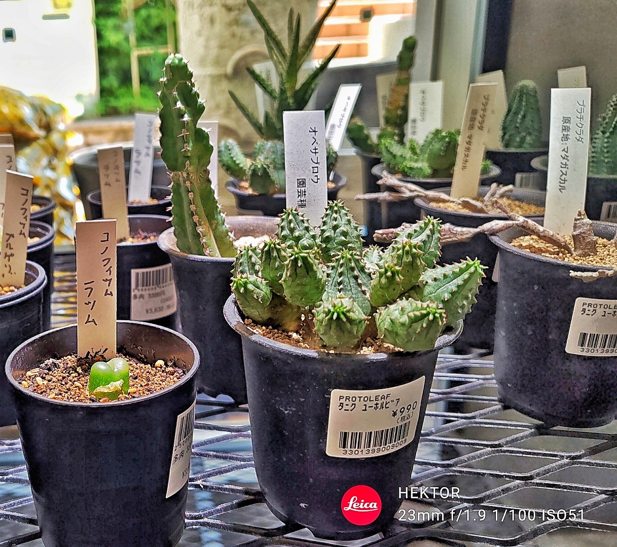 f:id:bin-paku:20260114071119j:image