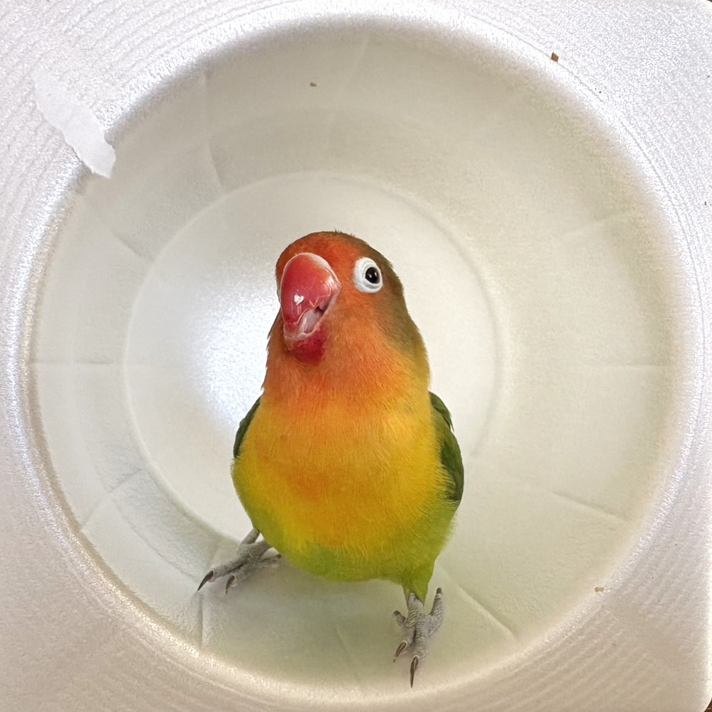 f:id:bin-paku:20260114173517j:image