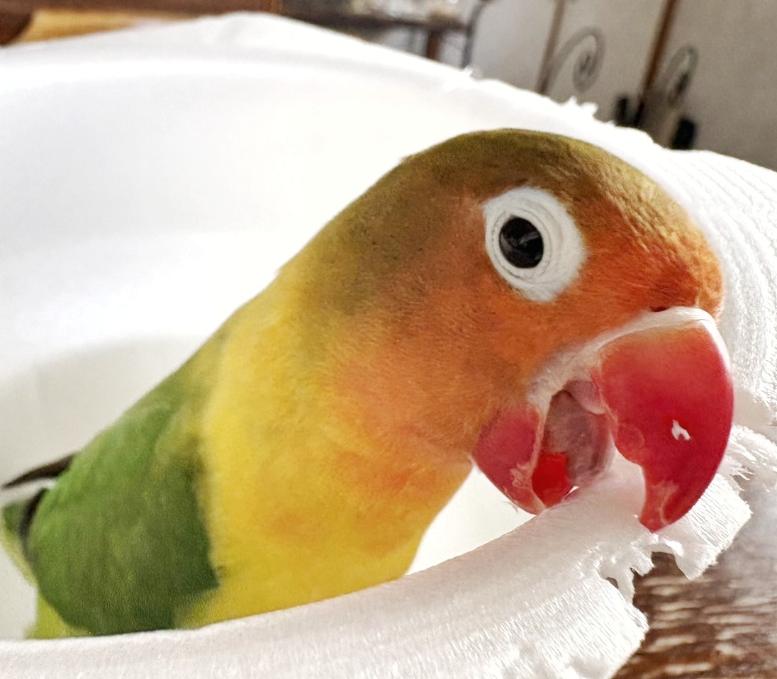 f:id:bin-paku:20260114173535j:image