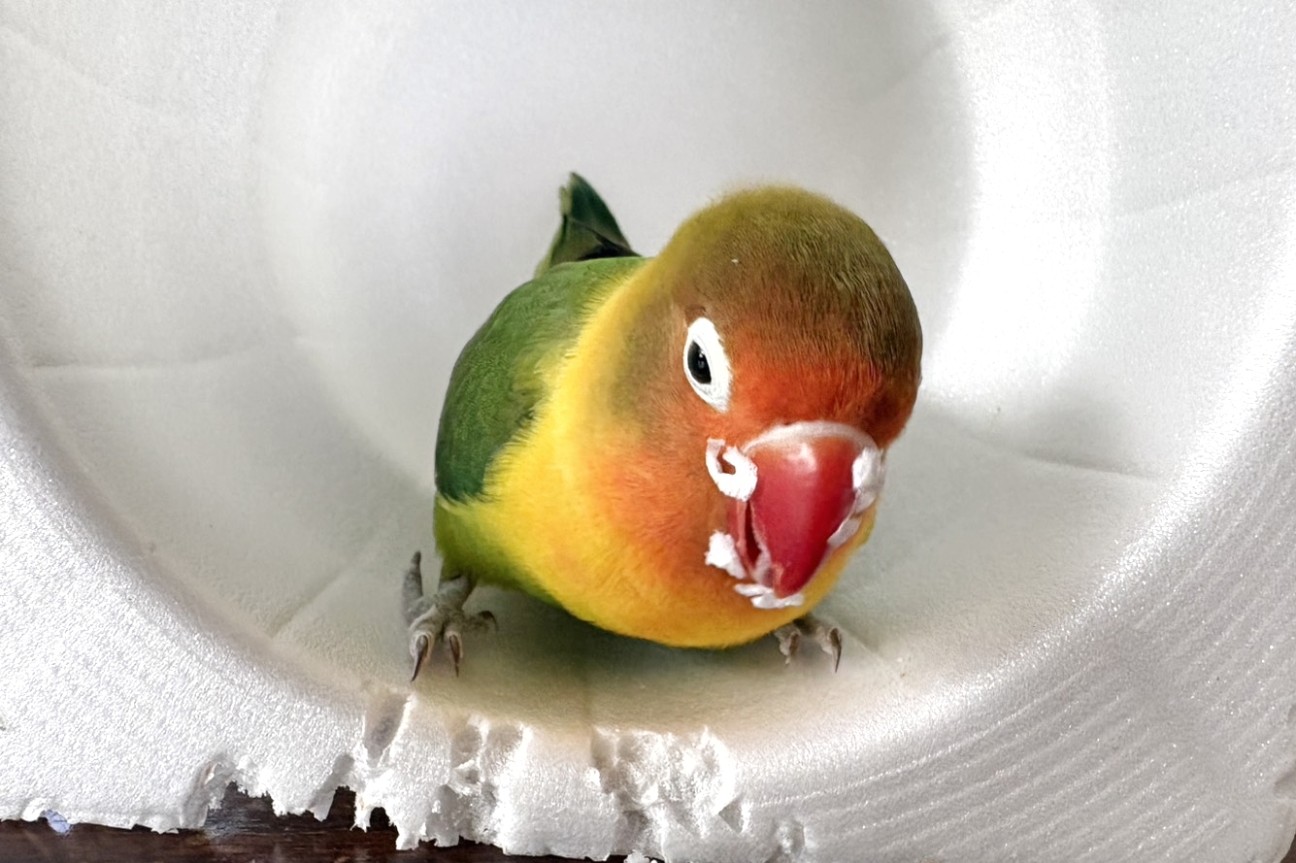 f:id:bin-paku:20260114173551j:image