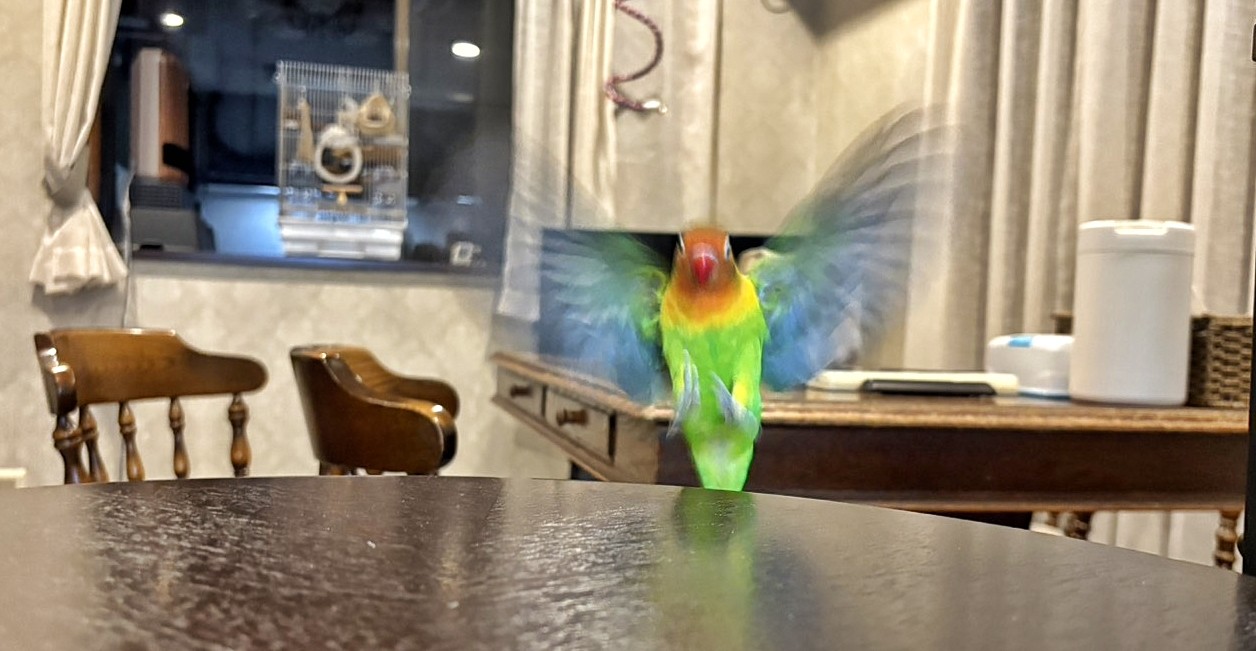 f:id:bin-paku:20260114174043j:image