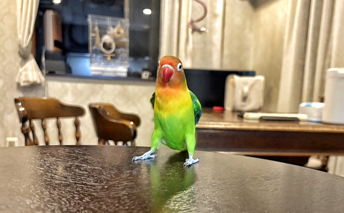 f:id:bin-paku:20260114174110j:image