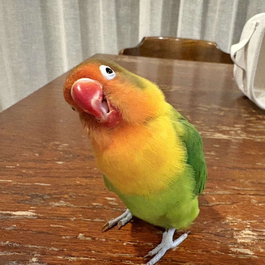 f:id:bin-paku:20260114174150j:image