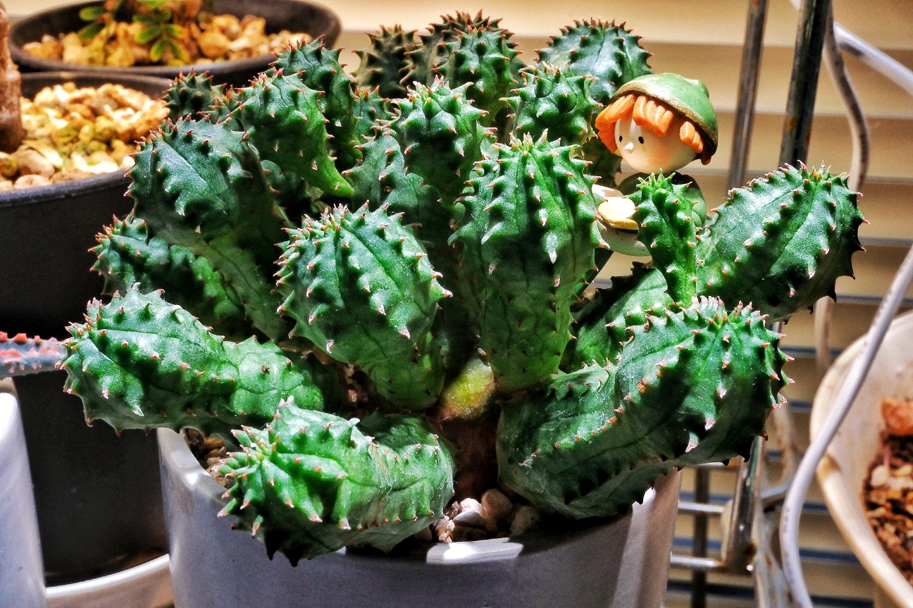 f:id:bin-paku:20260115114920j:image