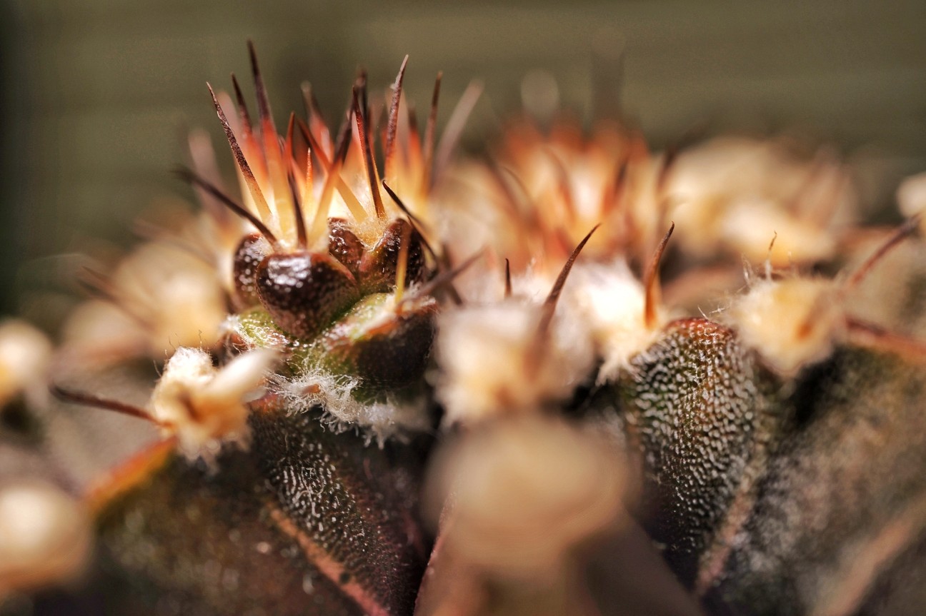 f:id:bin-paku:20260117122012j:image