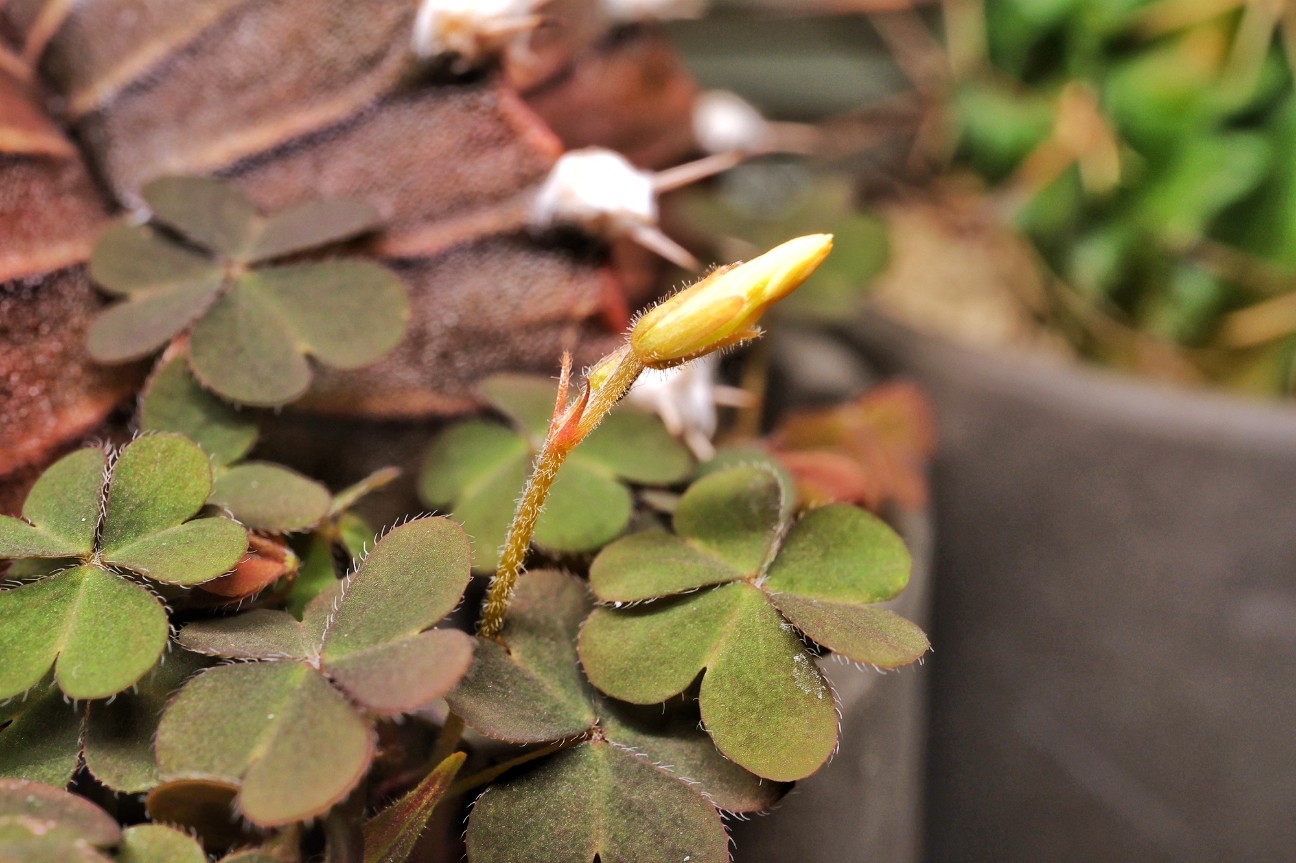 f:id:bin-paku:20260117122105j:image