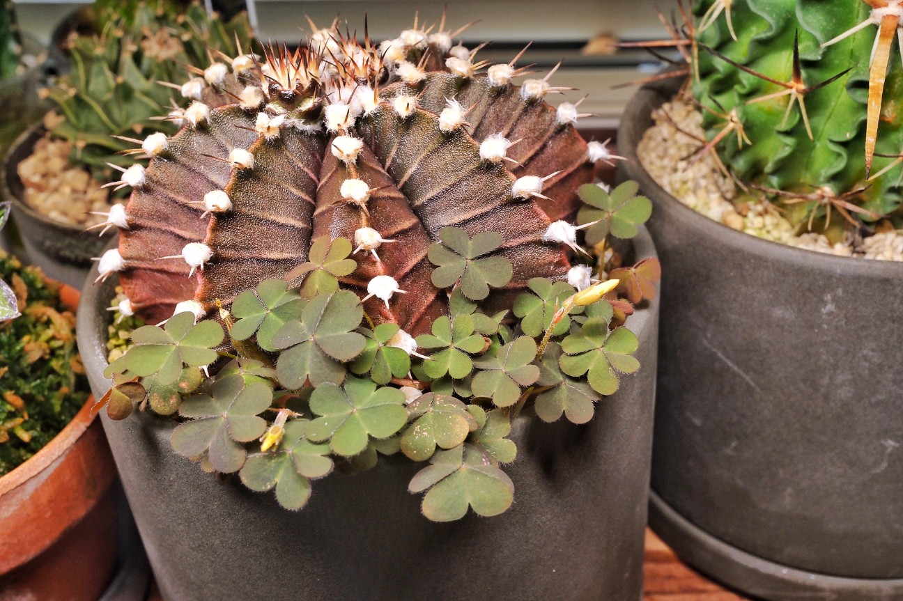 f:id:bin-paku:20260117122249j:image