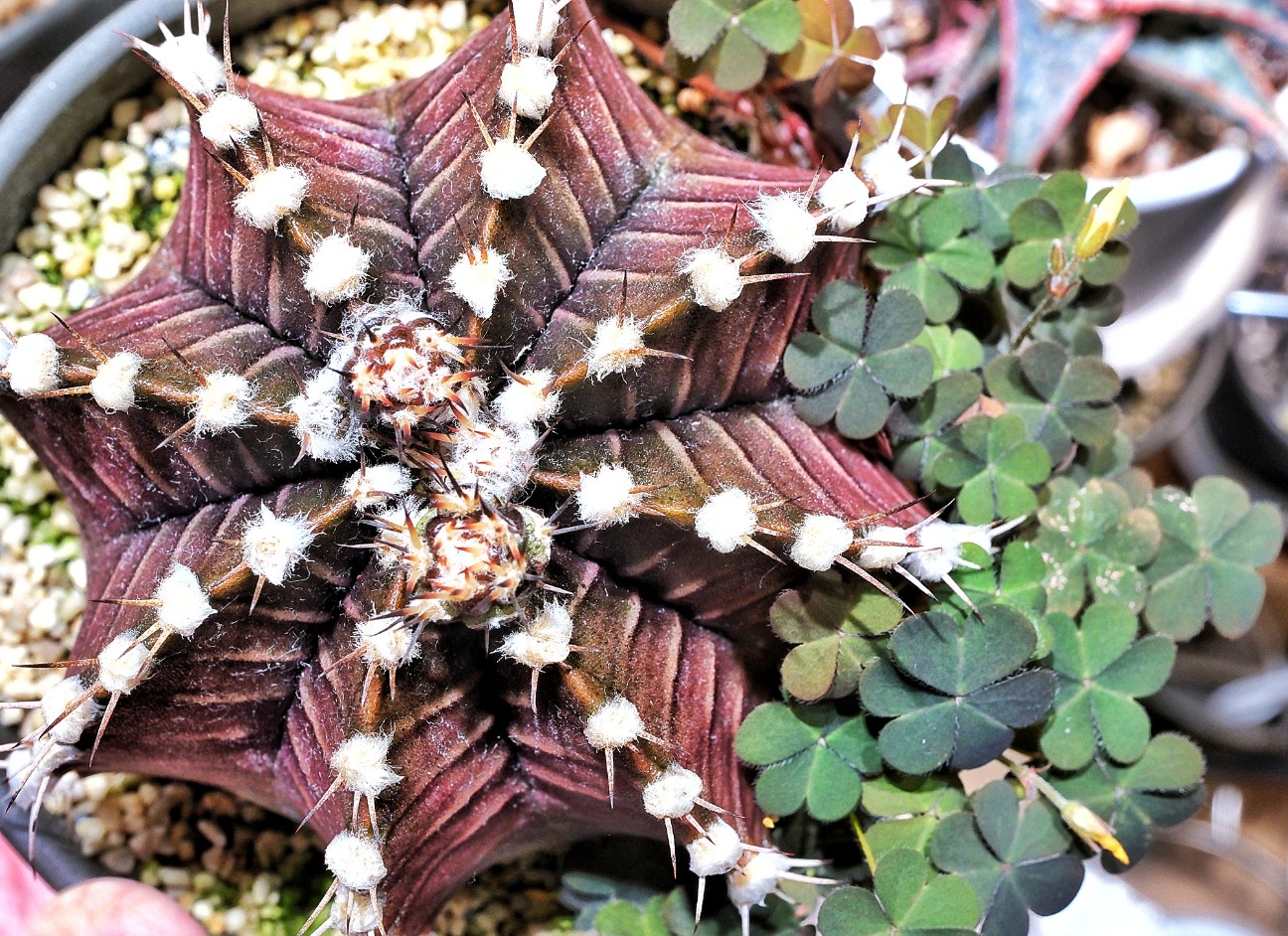 f:id:bin-paku:20260117123215j:image