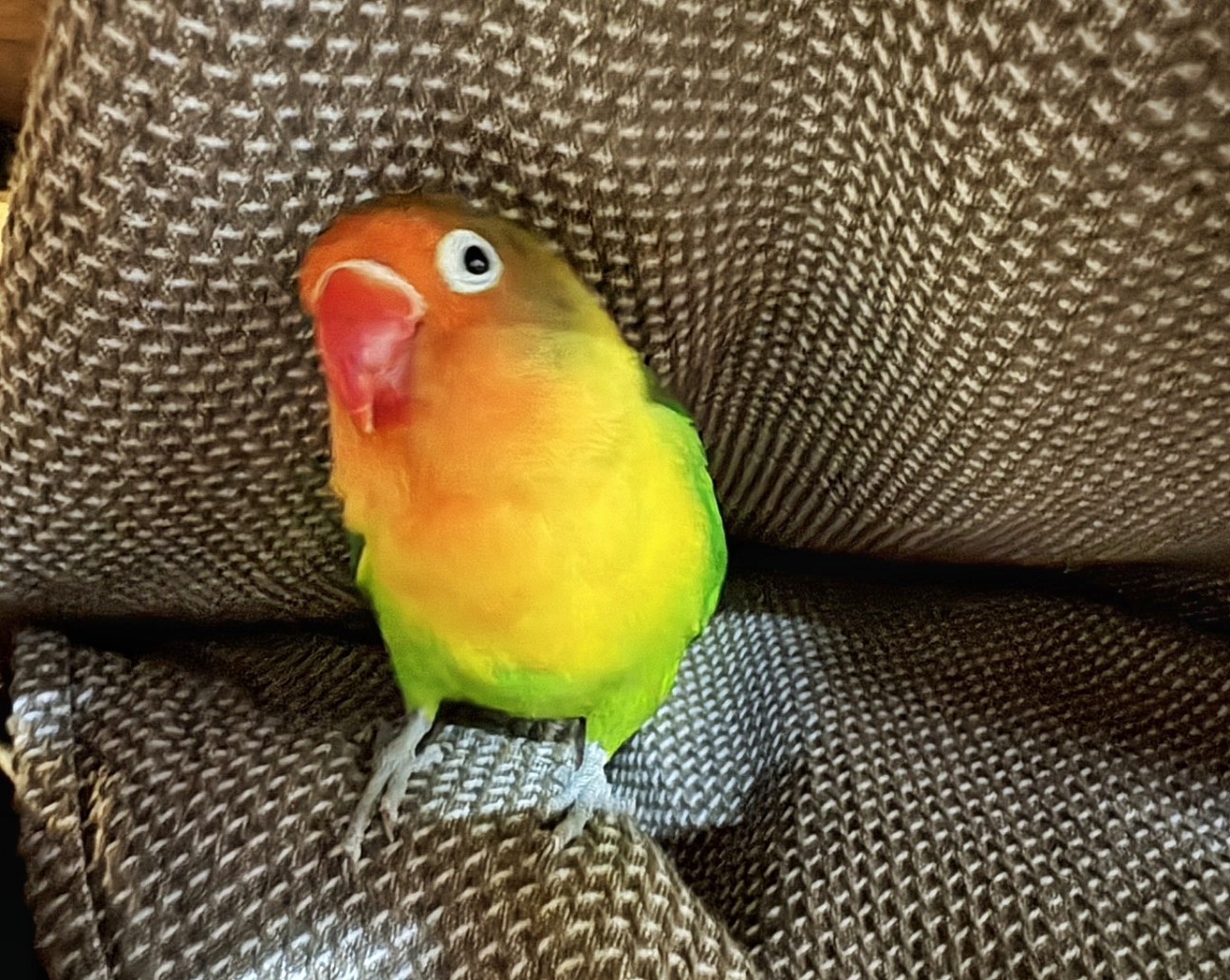 f:id:bin-paku:20260118103111j:image