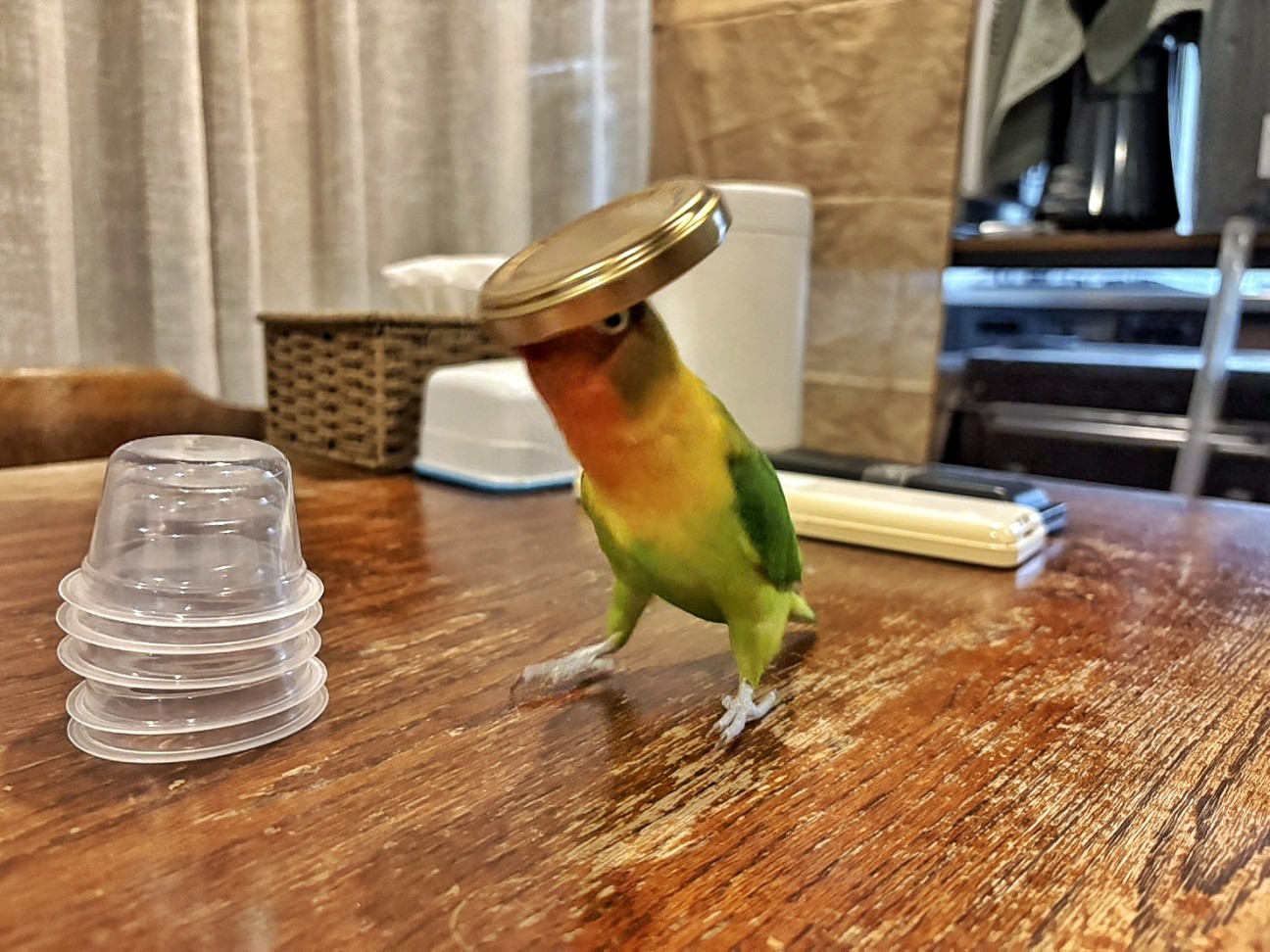 f:id:bin-paku:20260118103202j:image