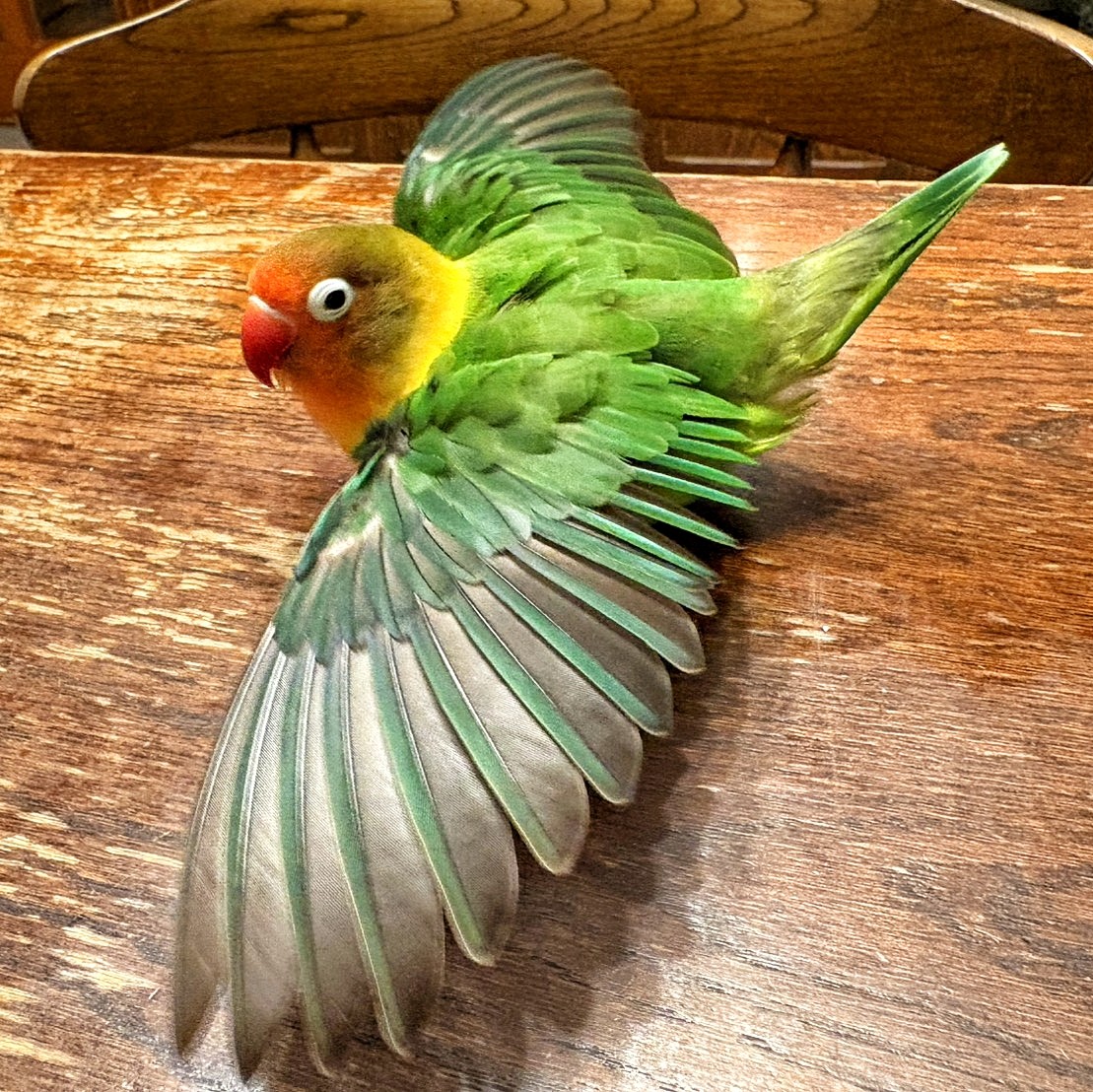 f:id:bin-paku:20260925120054j:image