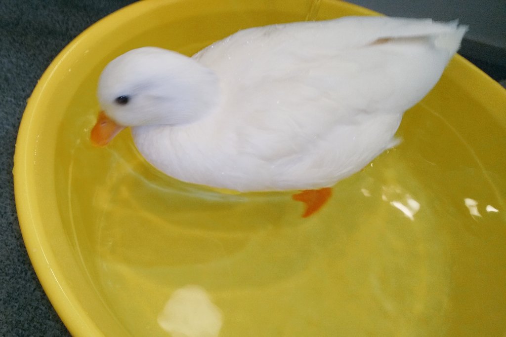 f:id:binahiru:20190911144331j:plain