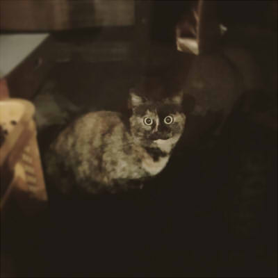 f:id:binbououji:20170526023520j:plain