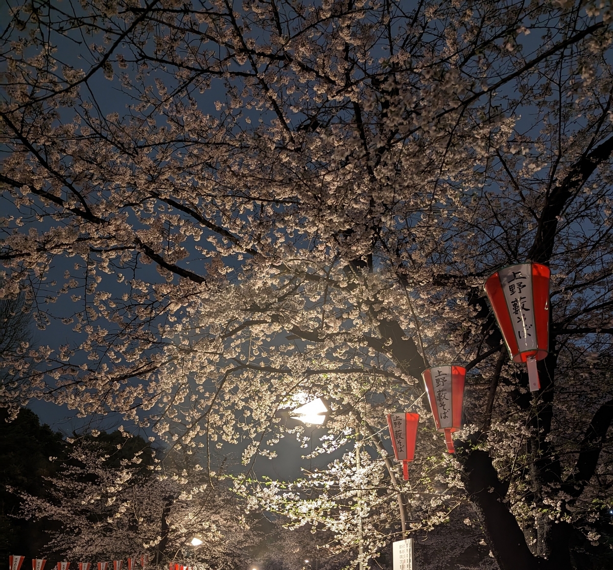 夜桜1