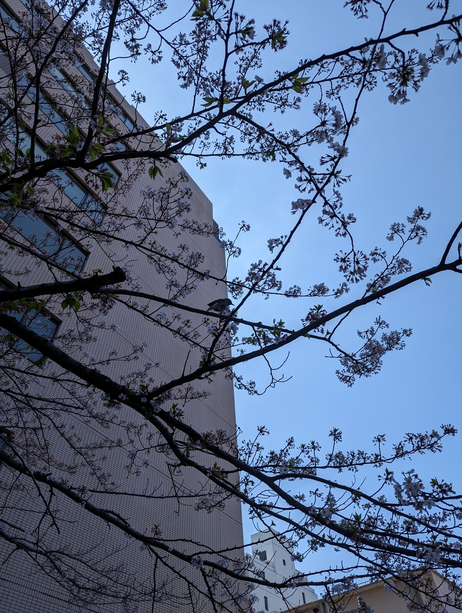 花園神社3