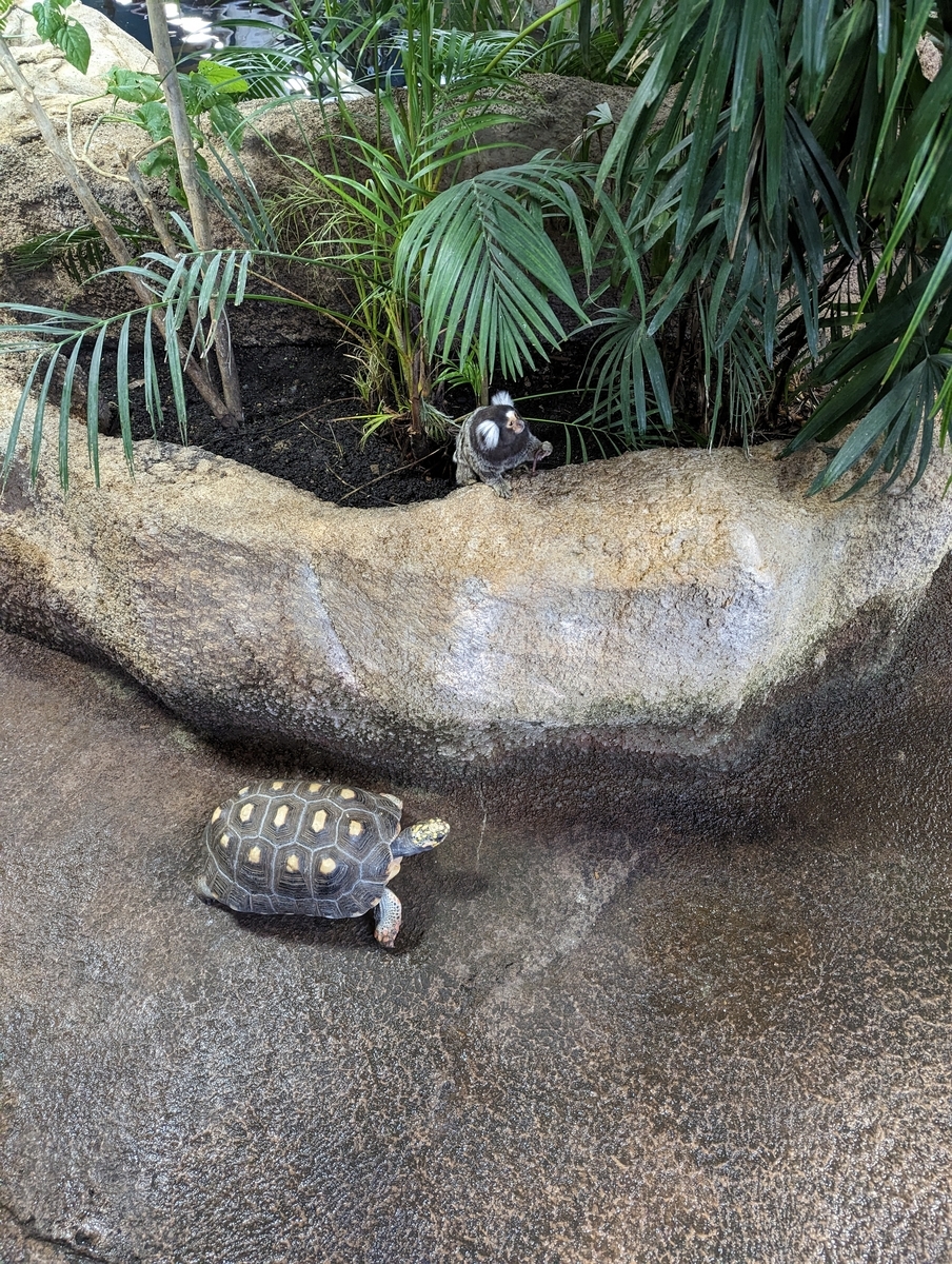 リクガメとマーモセット