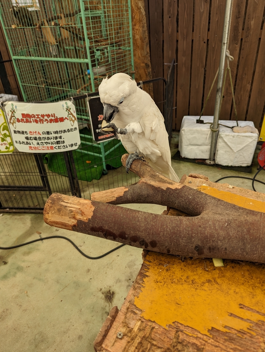 タイハクオウム