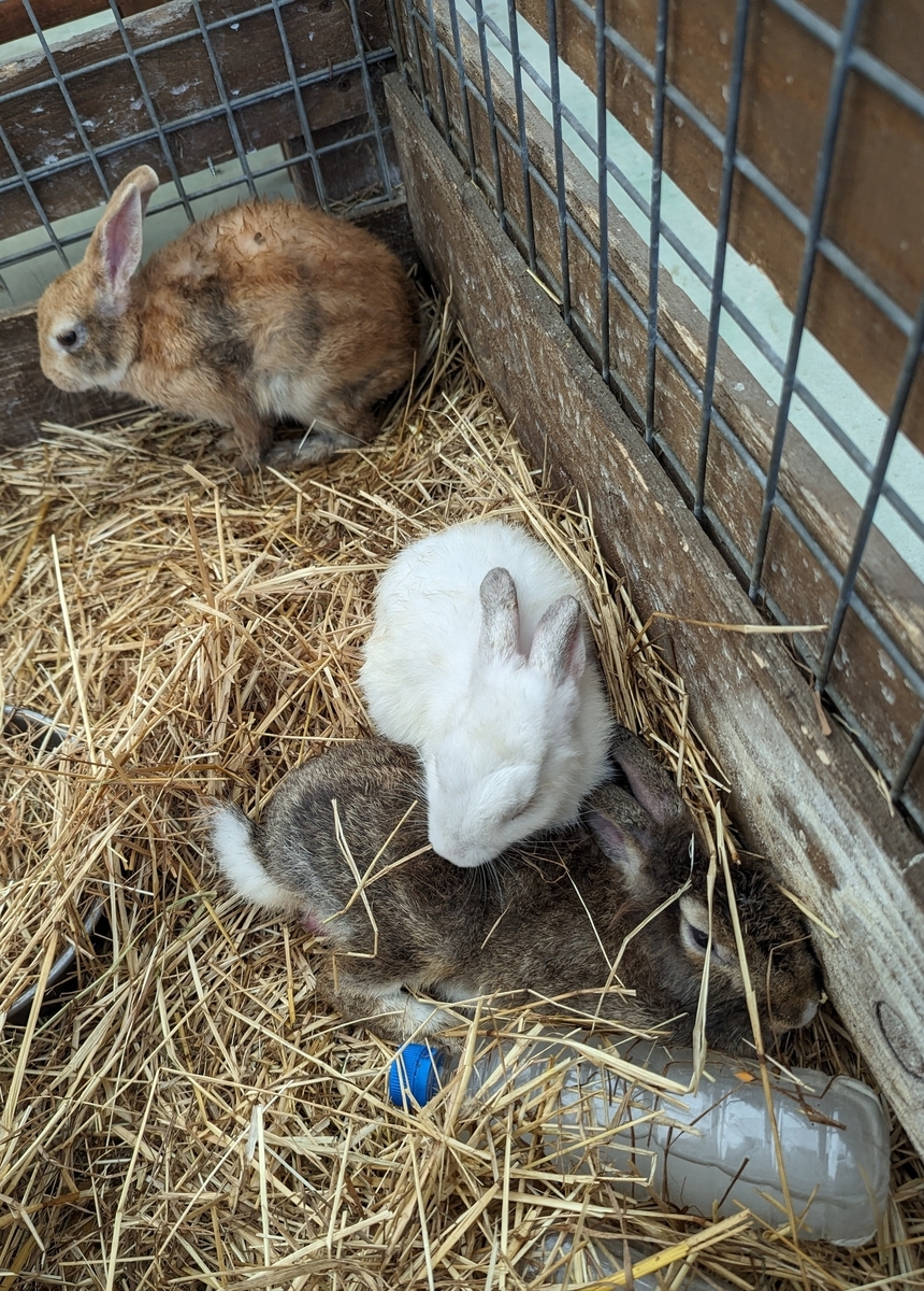うさぎ1